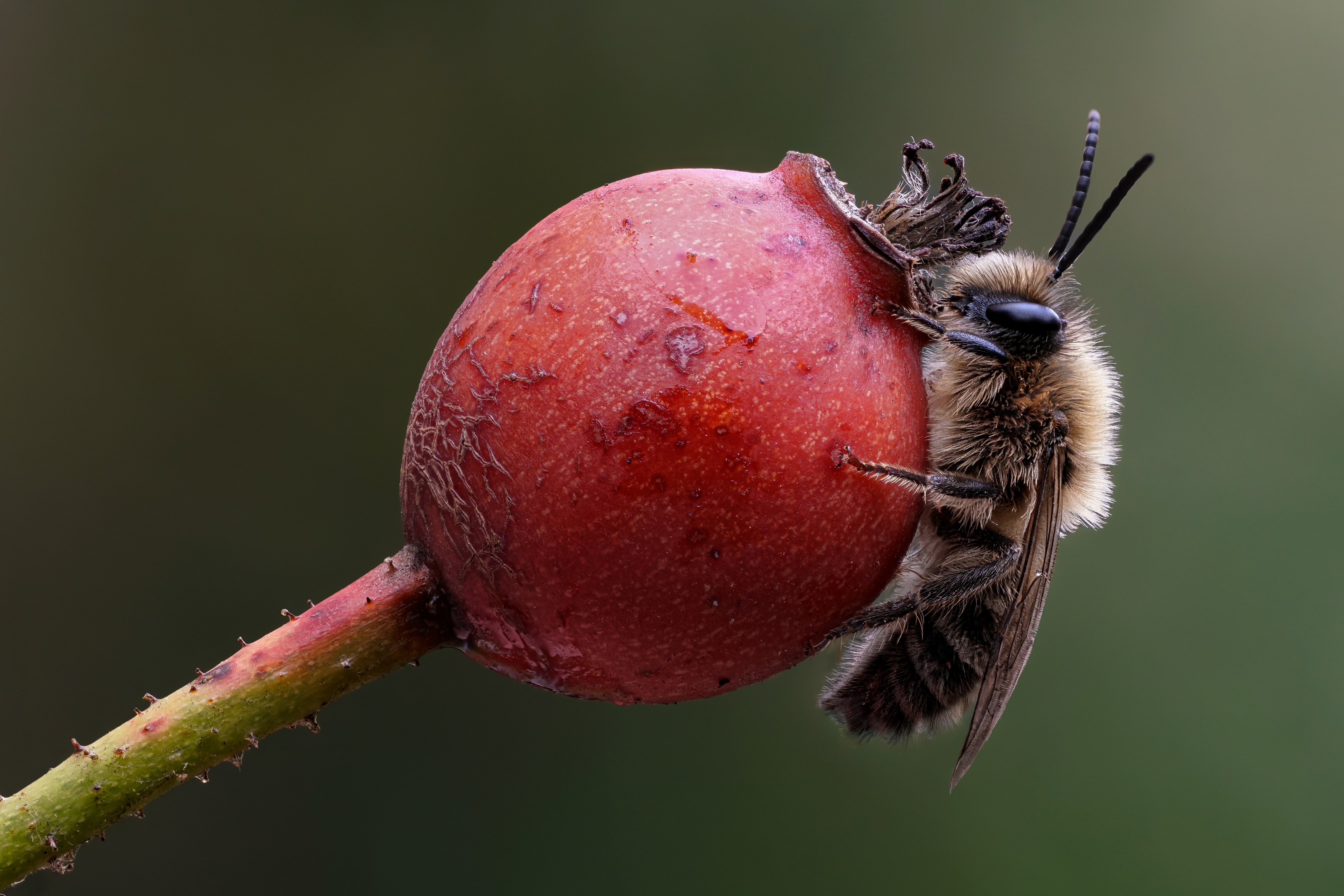Colletes cunicularius bee on a rosehip HD Wallpaper