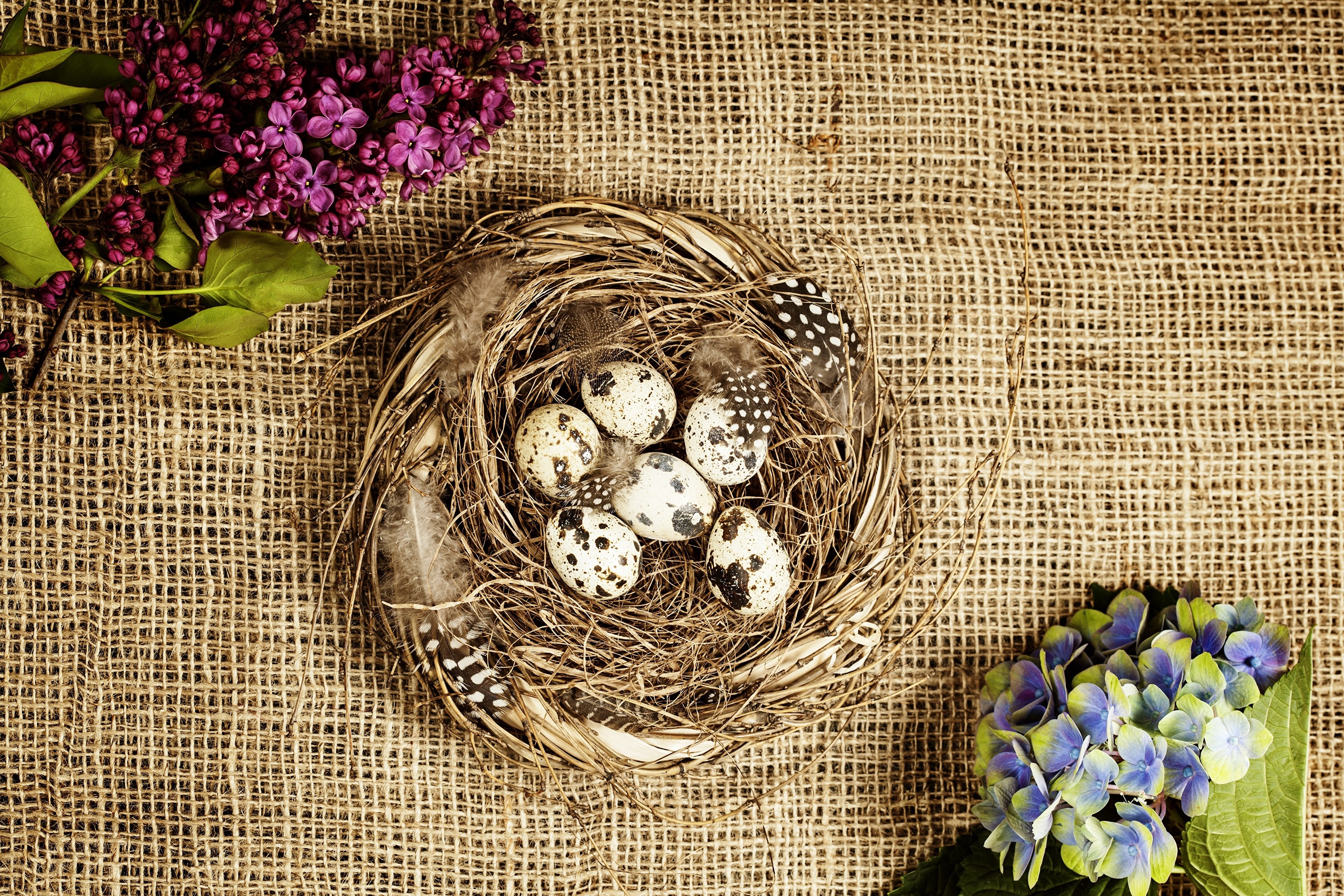 Easter nest with quail eggs and flowers HD Wallpaper