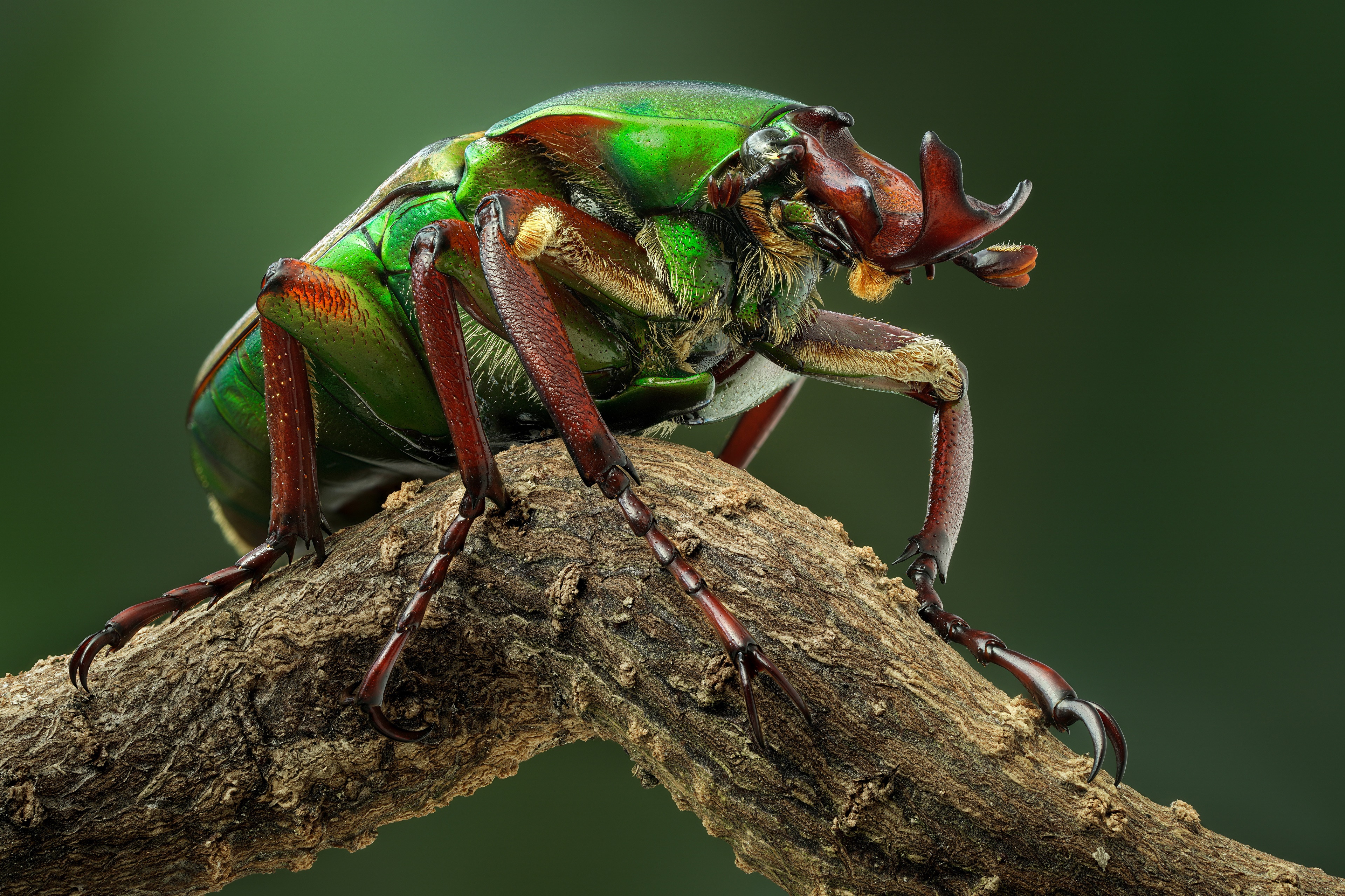 Green beetle with red legs on a branch HD Wallpaper