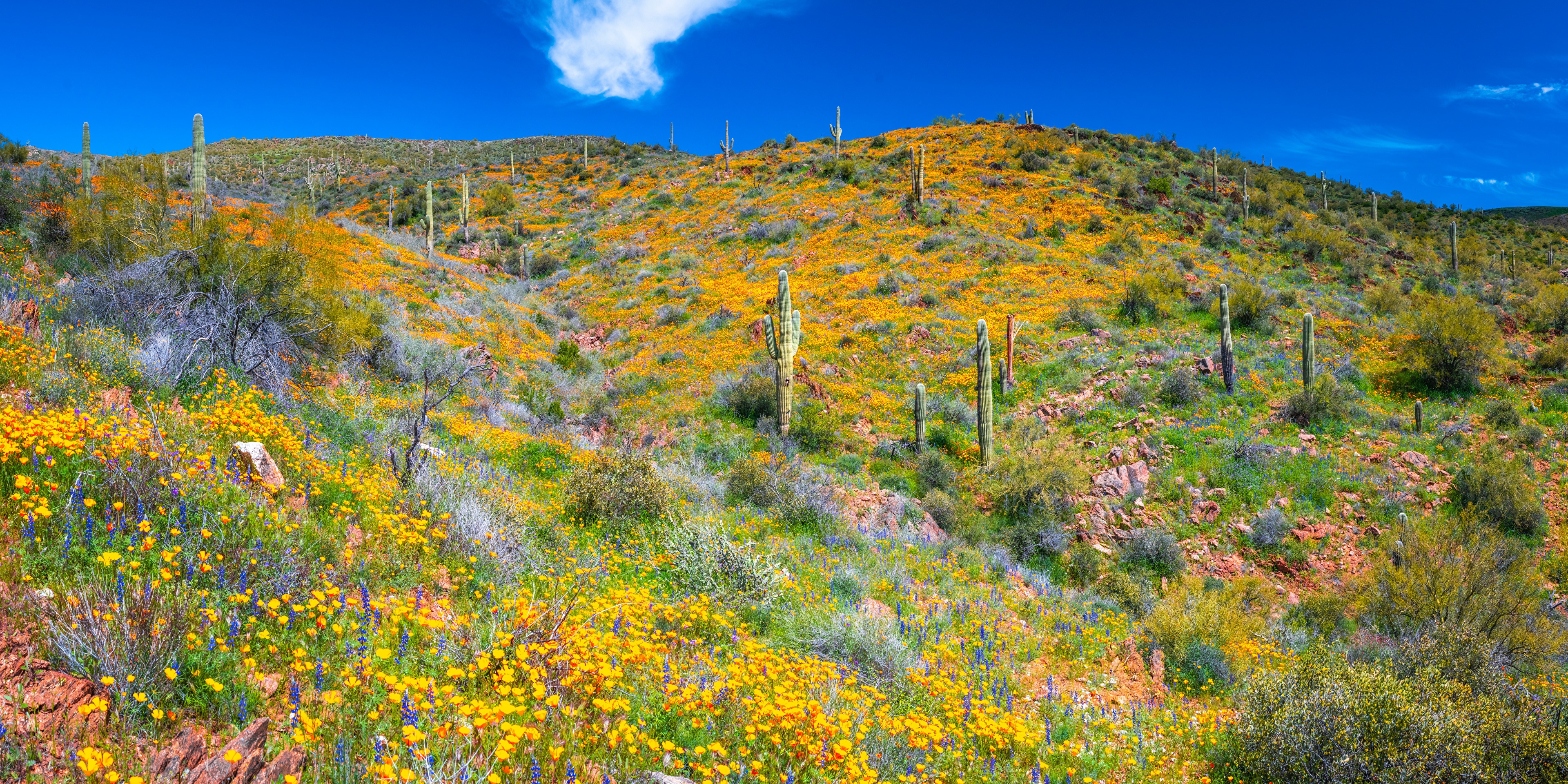 Arizona desert landscape with saguaro cacti and wildflowers HD Wallpaper