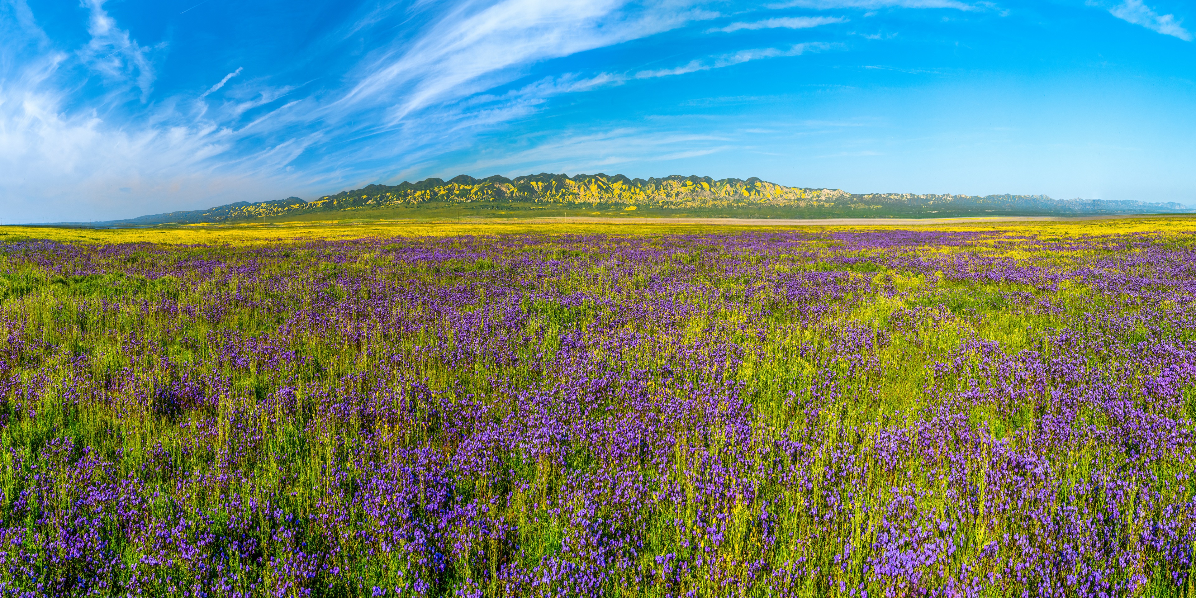 Carrizo Plain National Monument California Wildflowers HD Wallpaper