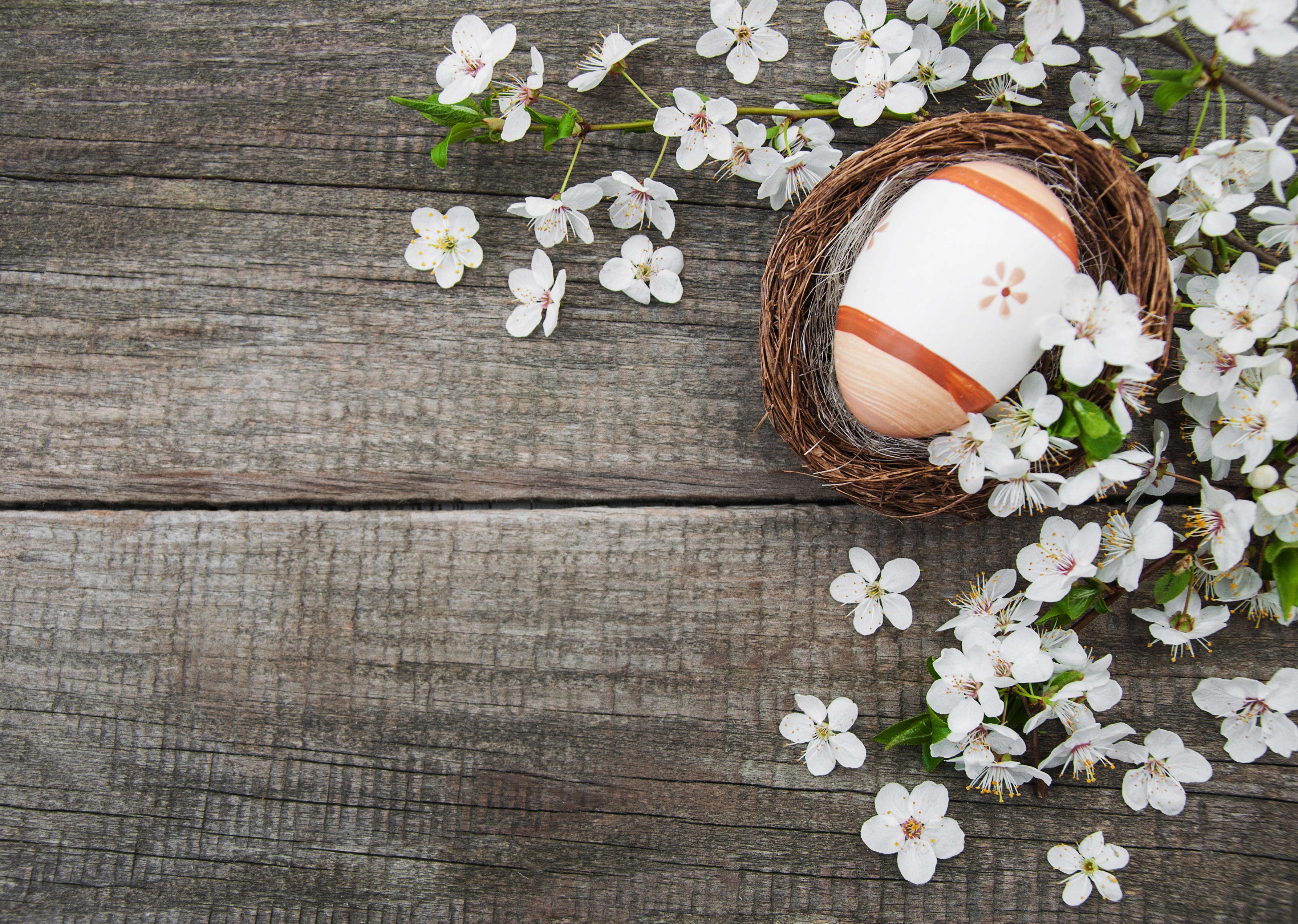 Easter egg in a nest with cherry blossoms HD Wallpaper