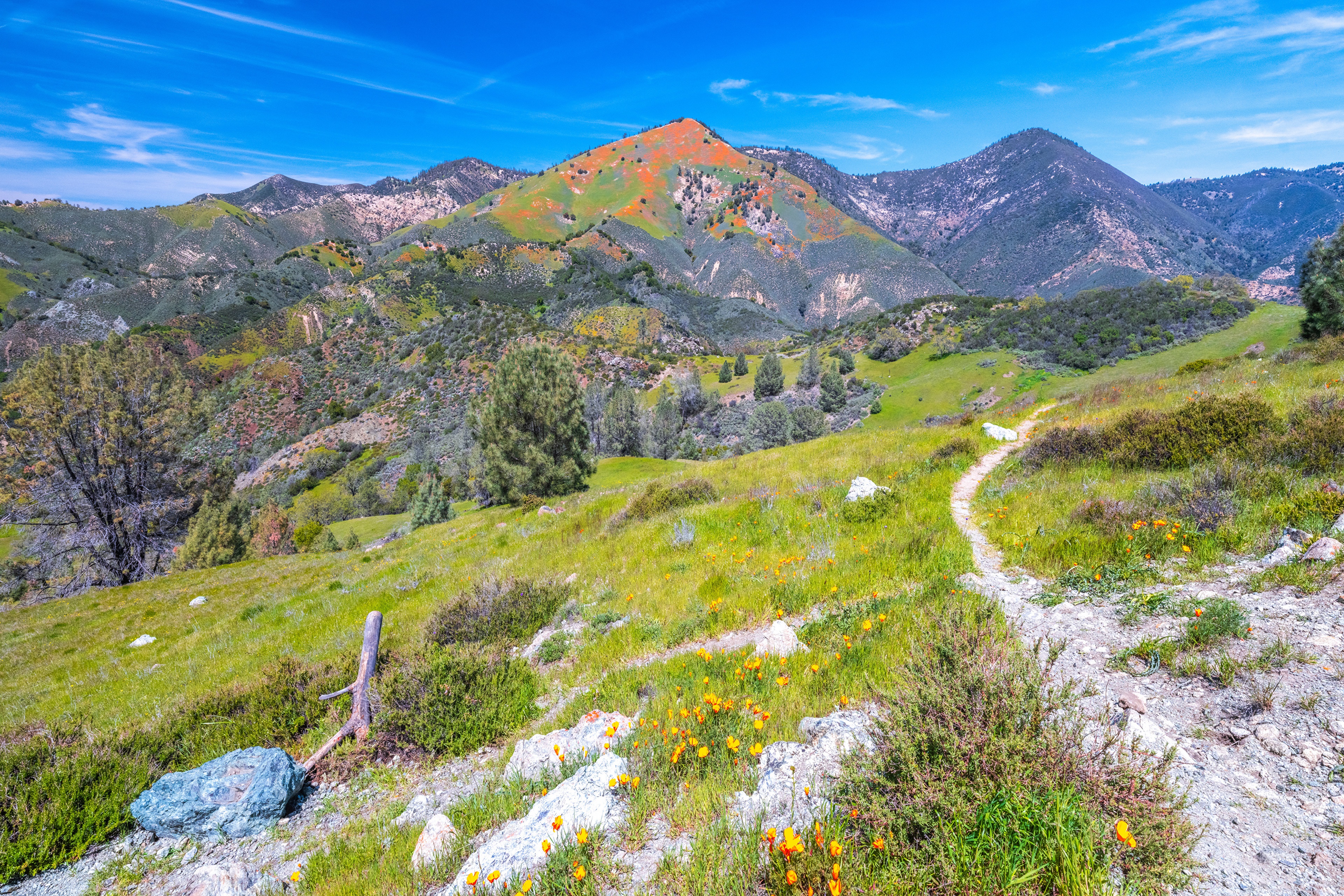 California Mountains with Wildflowers and Trail HD Wallpaper