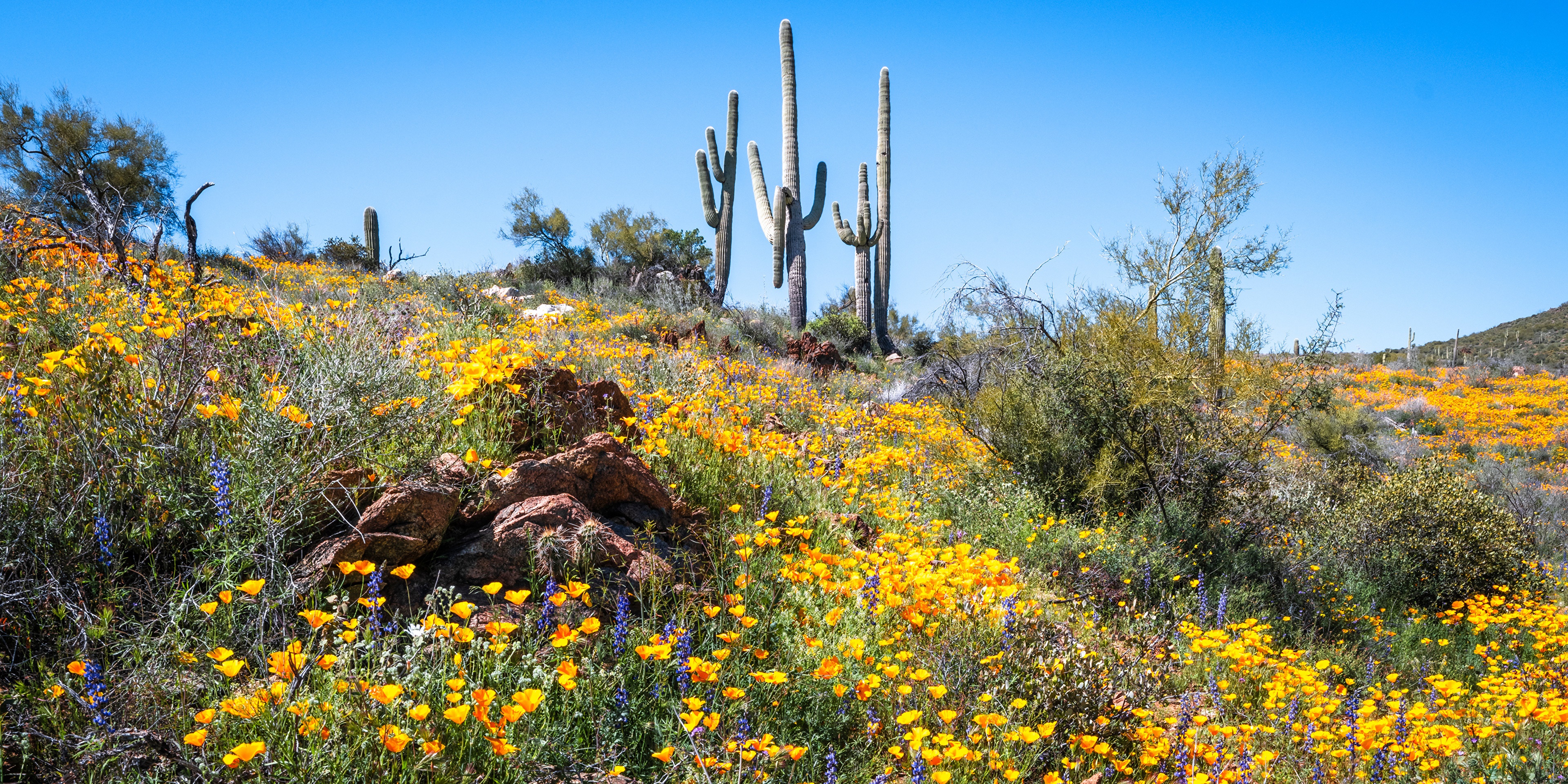 Arizona desert landscape with blooming wildflowers and saguaro cacti HD Wallpaper