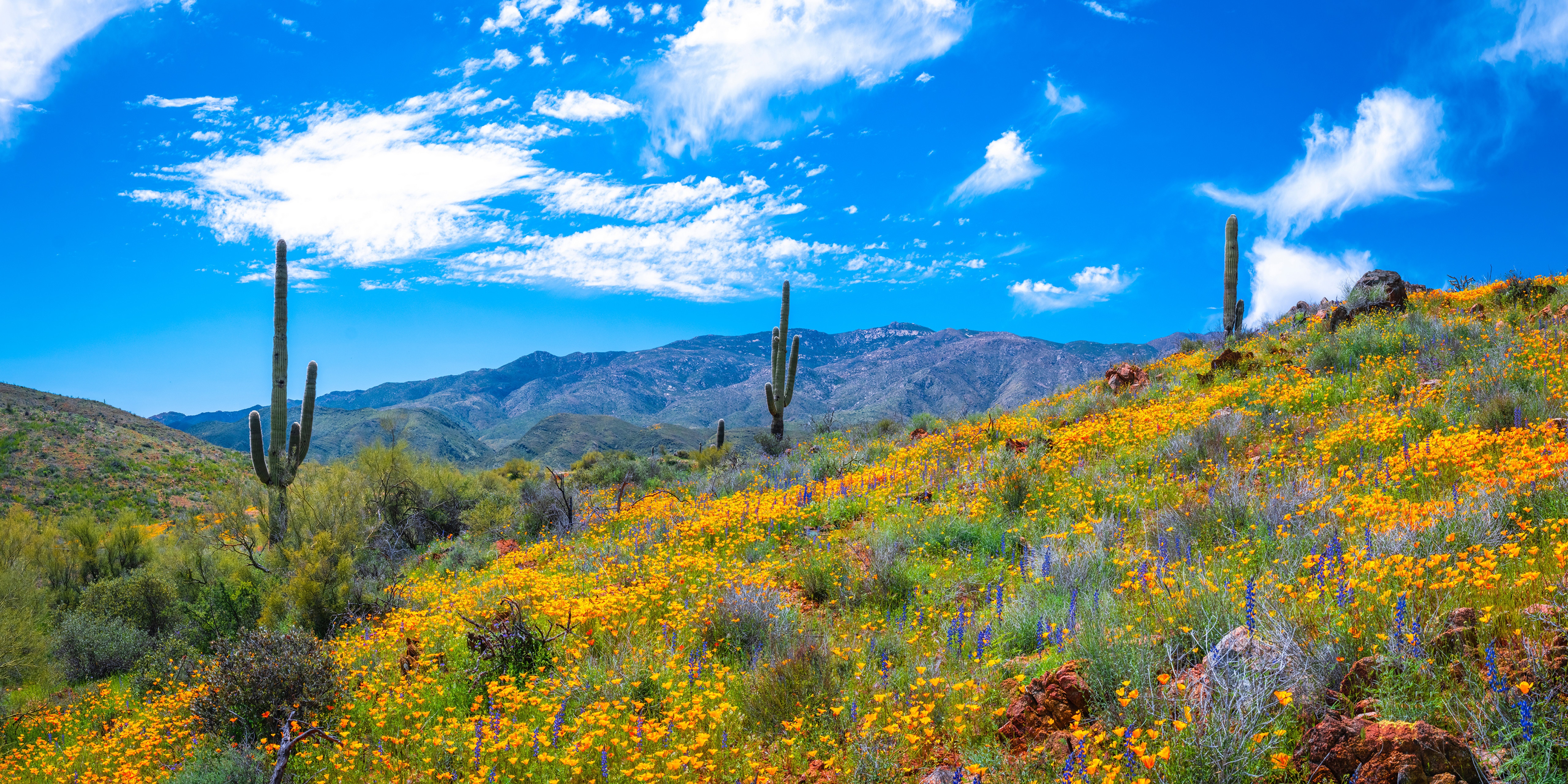 Arizona desert landscape with saguaro cacti and wildflowers HD Wallpaper