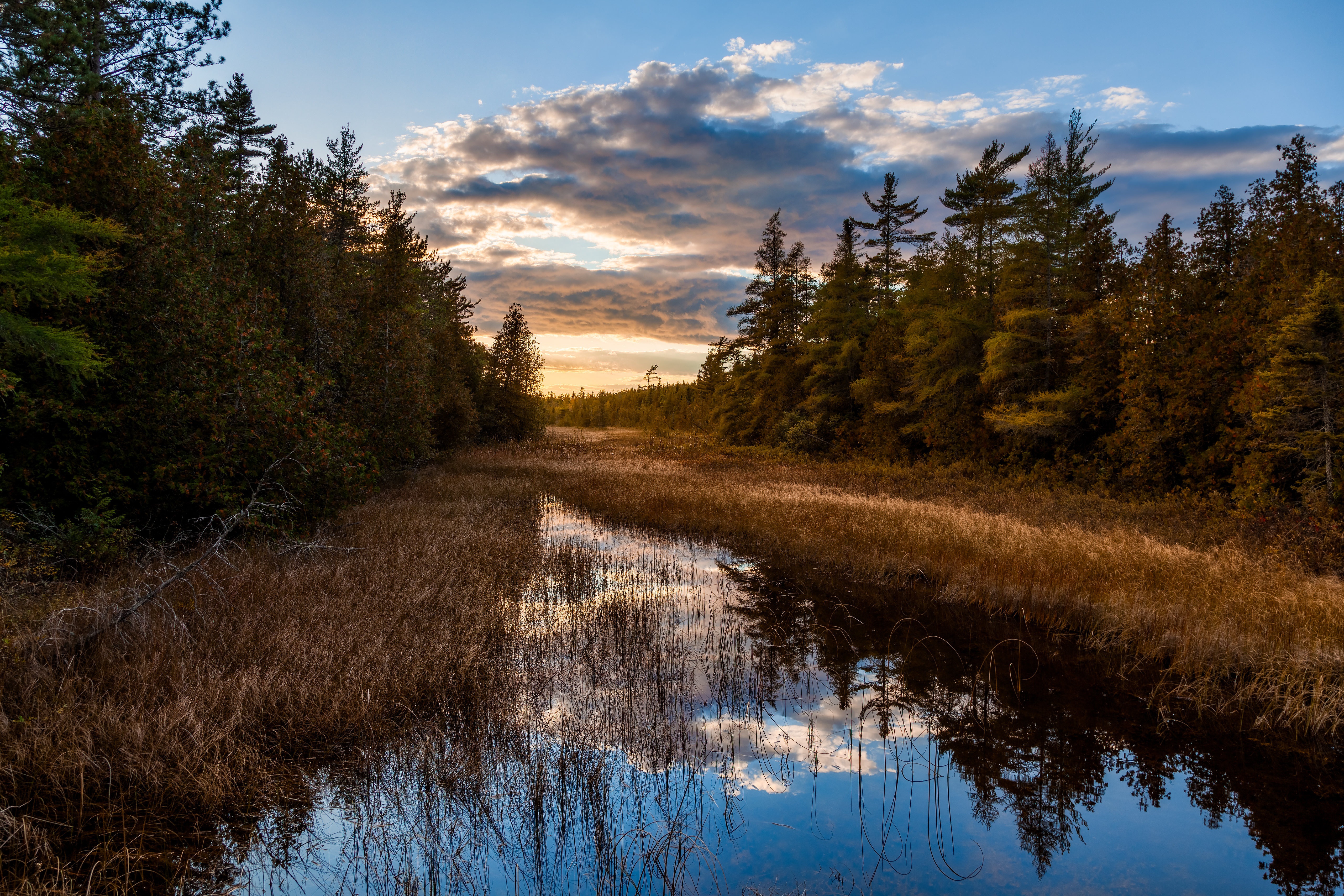 Swampy forest waterway at sunset in Wisconsin, USA HD Wallpaper