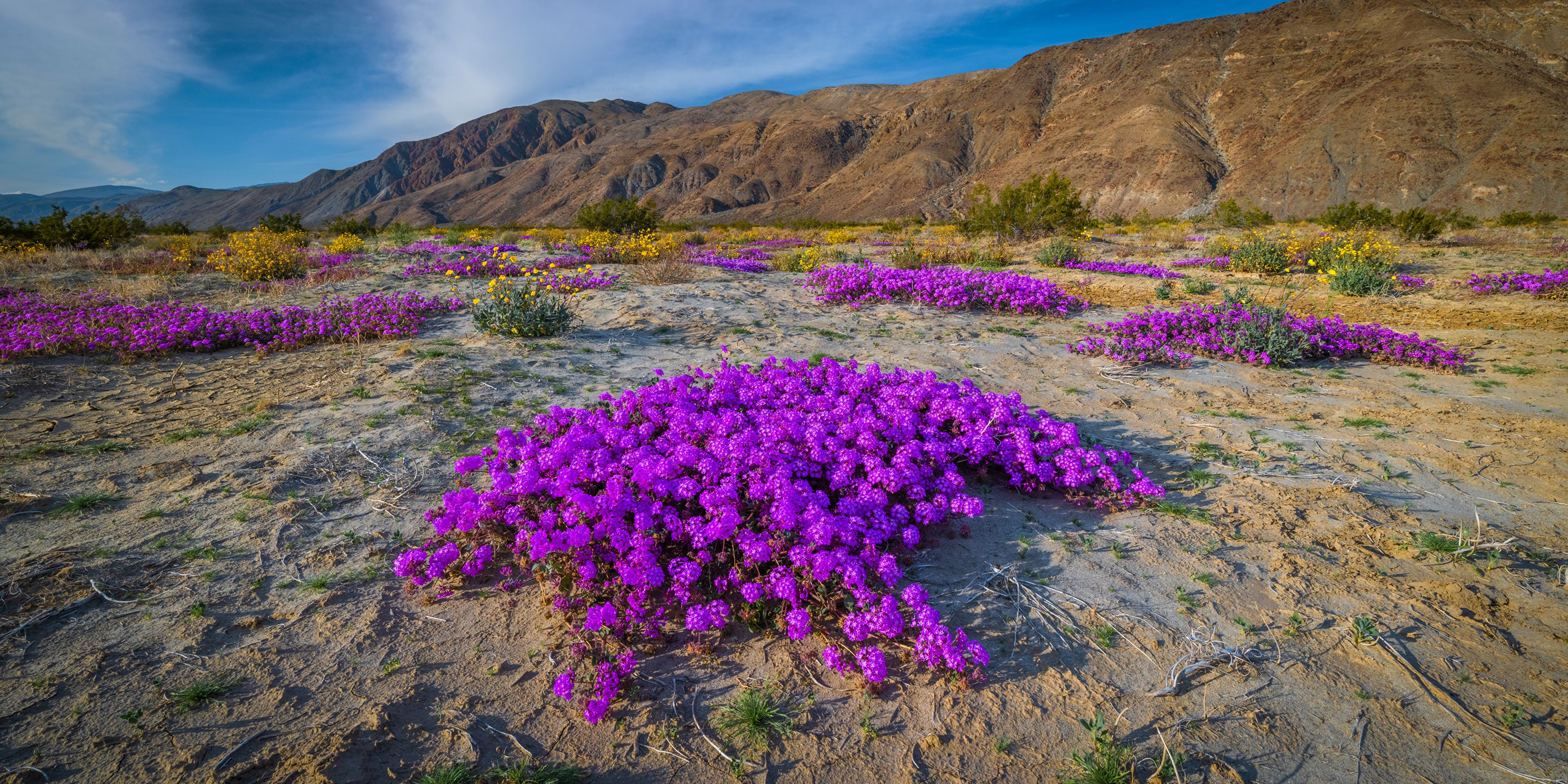 Desert landscape with purple verbena flowers in California HD Wallpaper