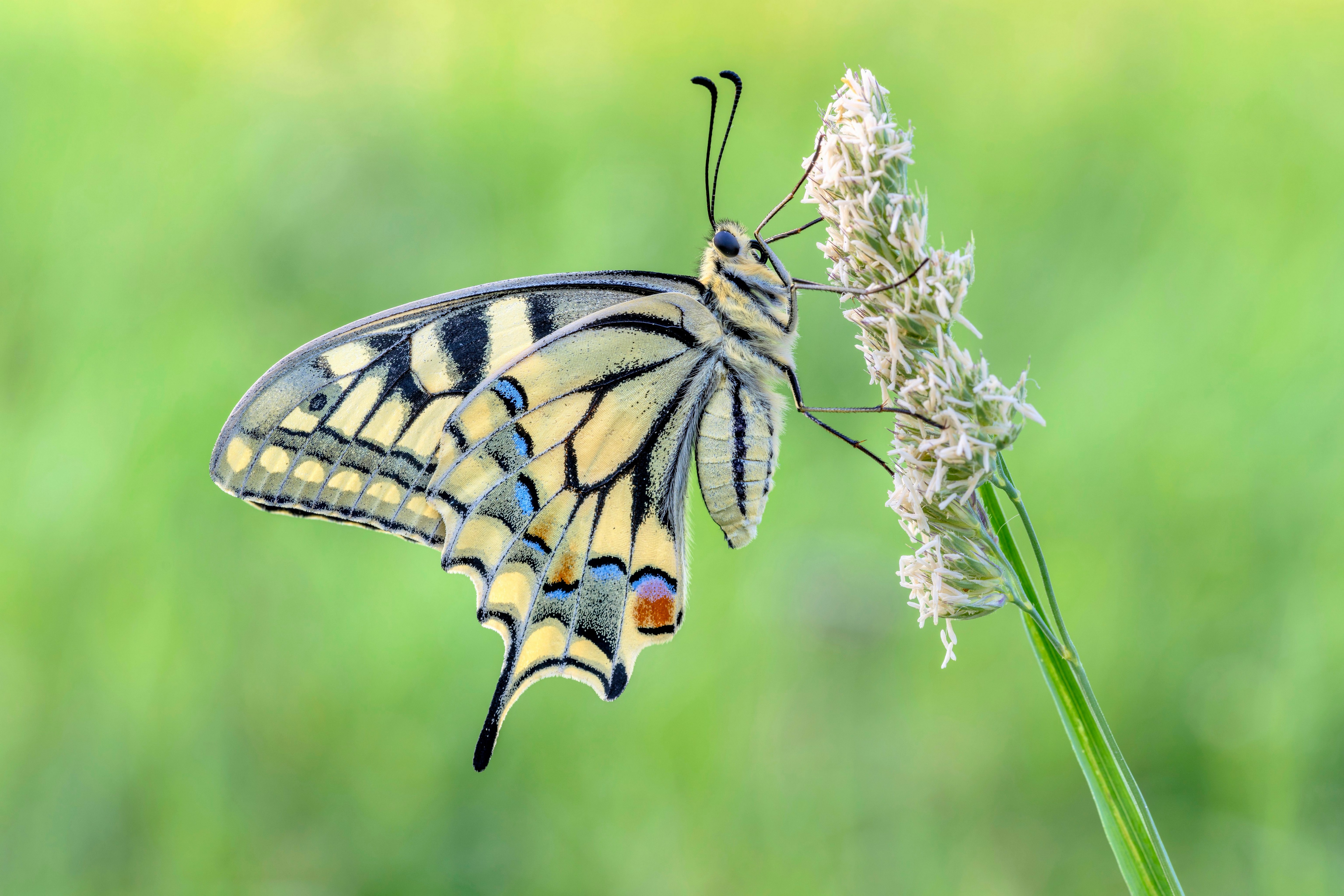 Swallowtail butterfly on a blade of grass HD Wallpaper