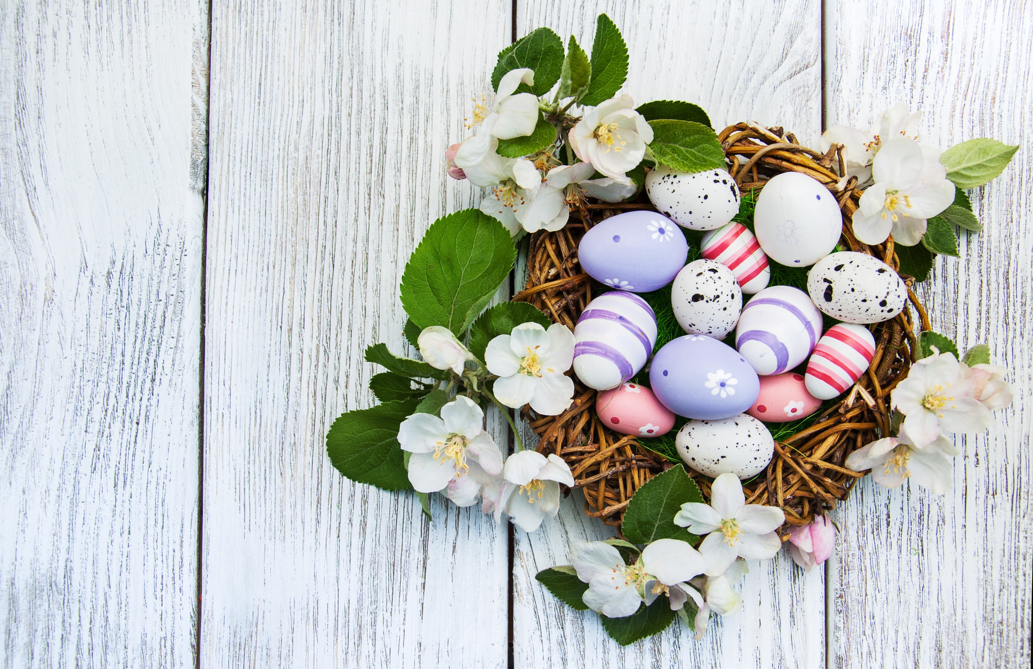 Easter eggs in a wicker nest with apple blossoms HD Wallpaper