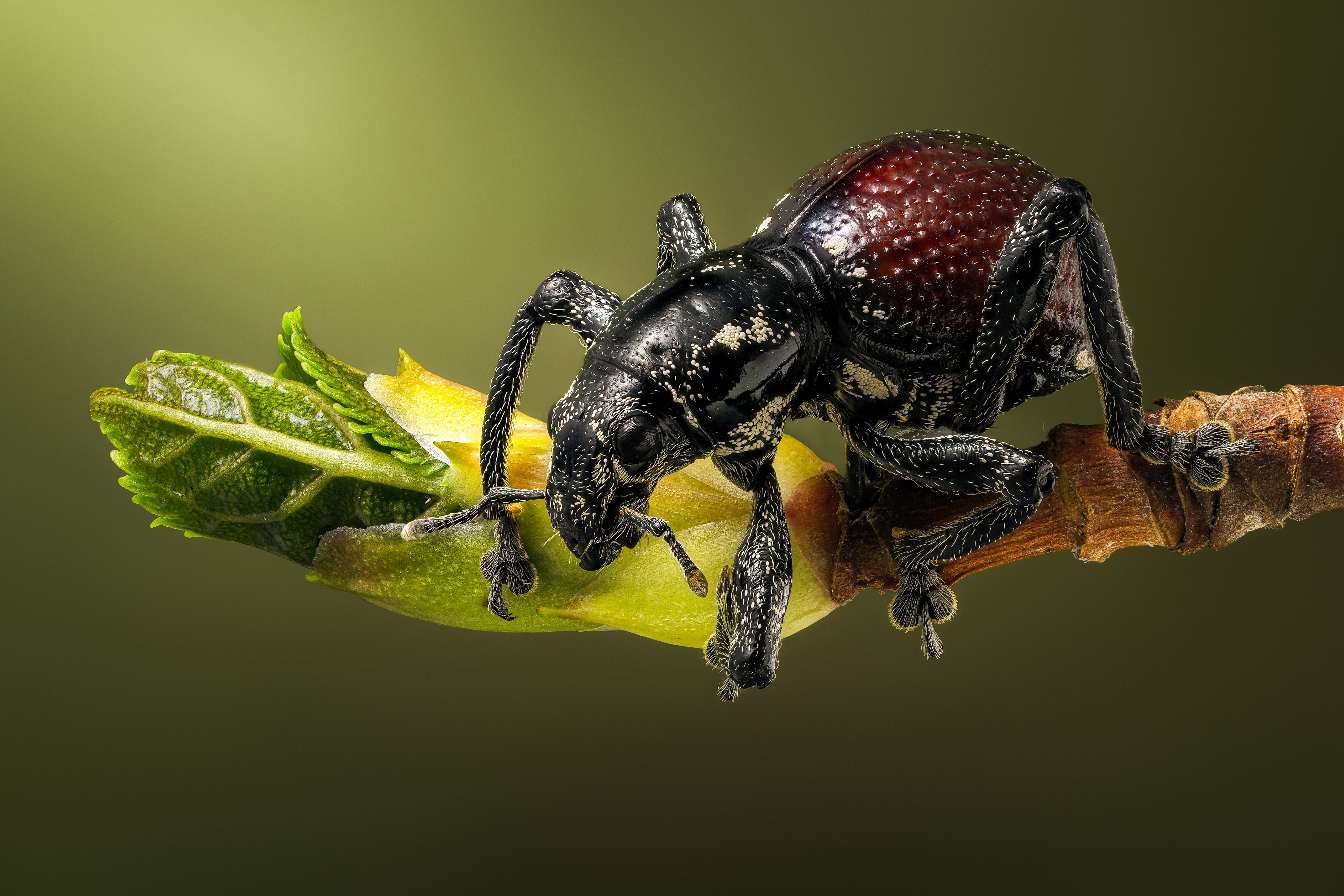 Pseudapocyrtus beetle on a branch with new leaves HD Wallpaper