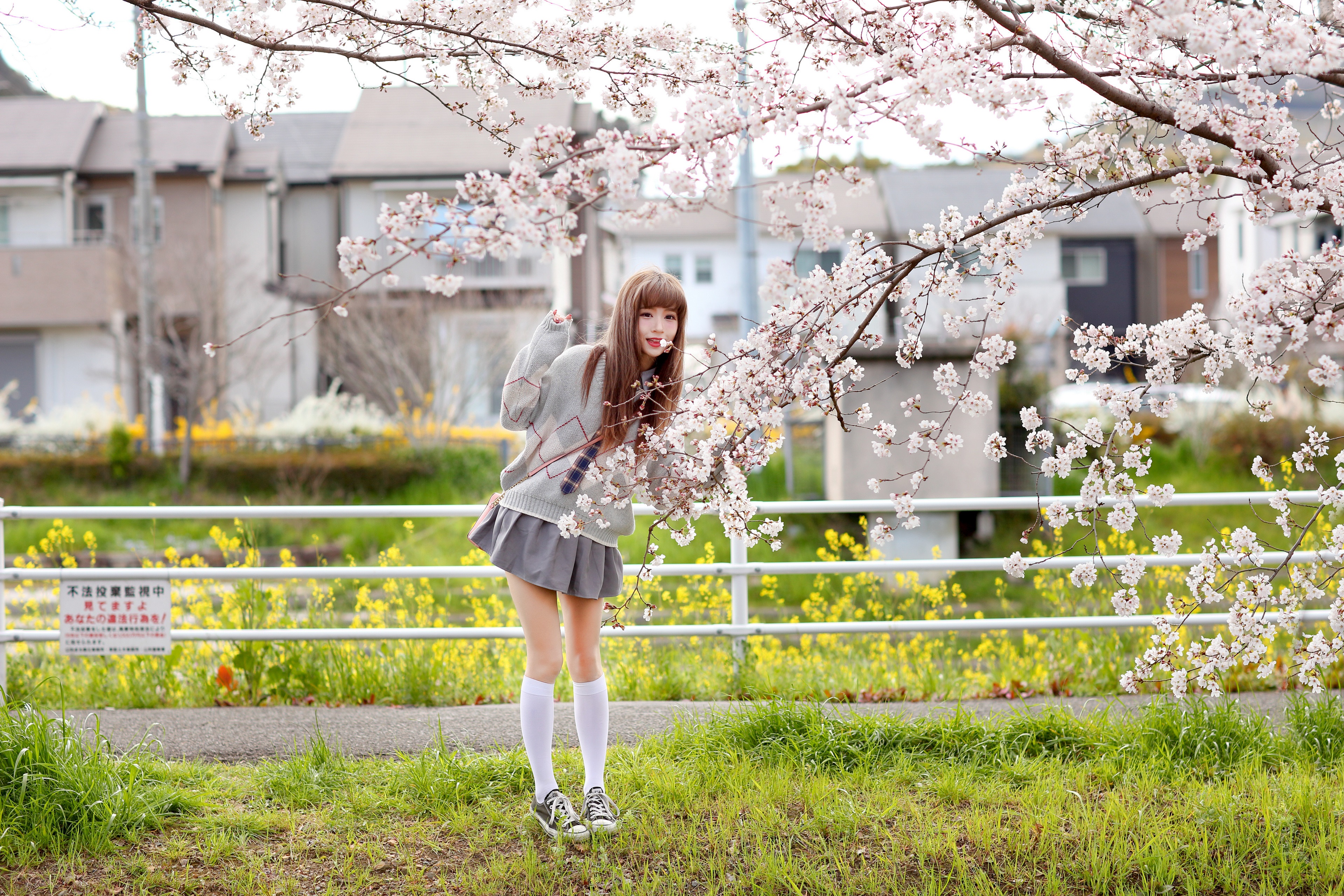 Asian girl in skirt and knee highs under sakura trees HD Wallpaper