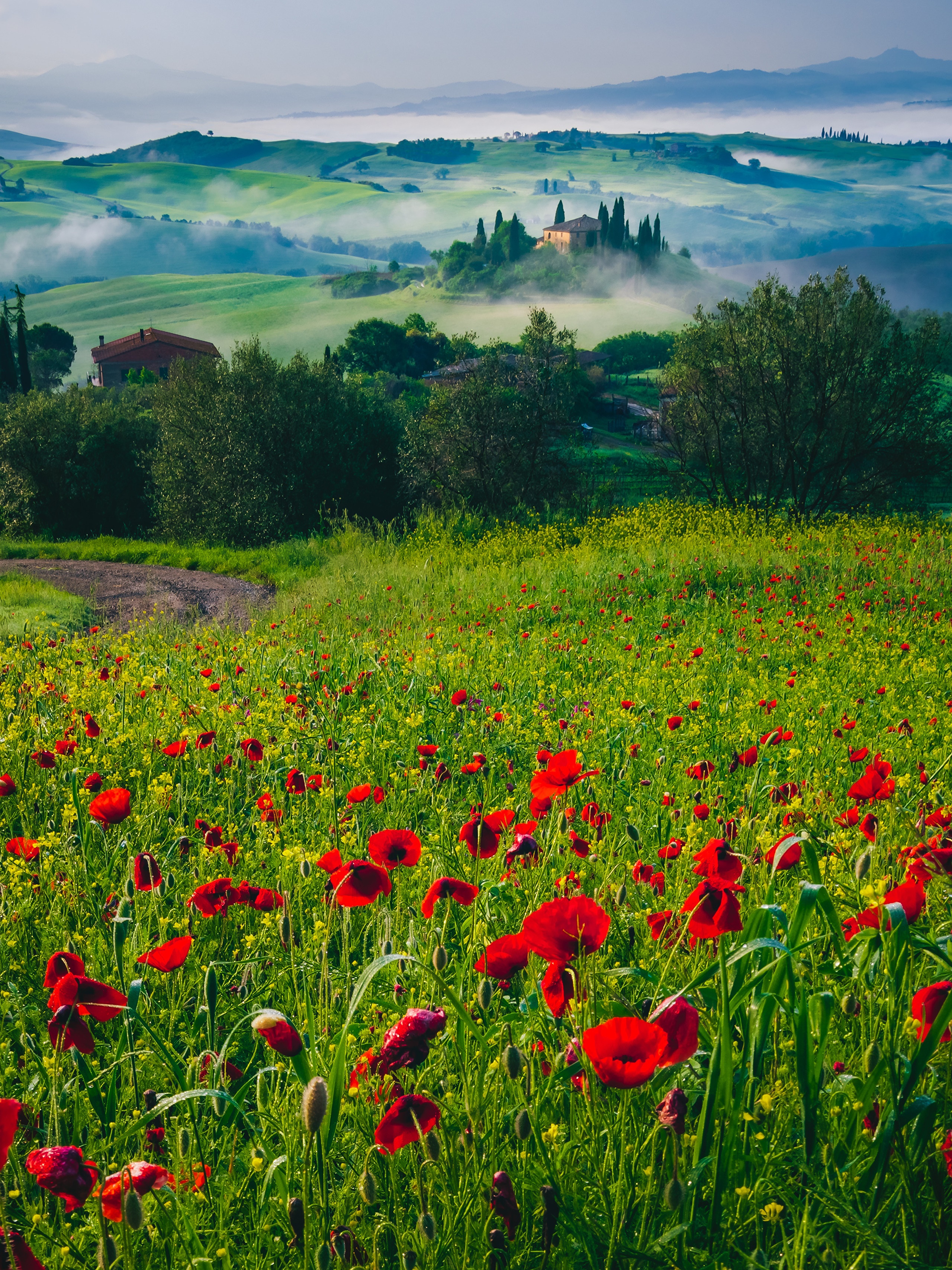 Tuscany landscape with poppies and rolling hills HD Phone Wallpaper
