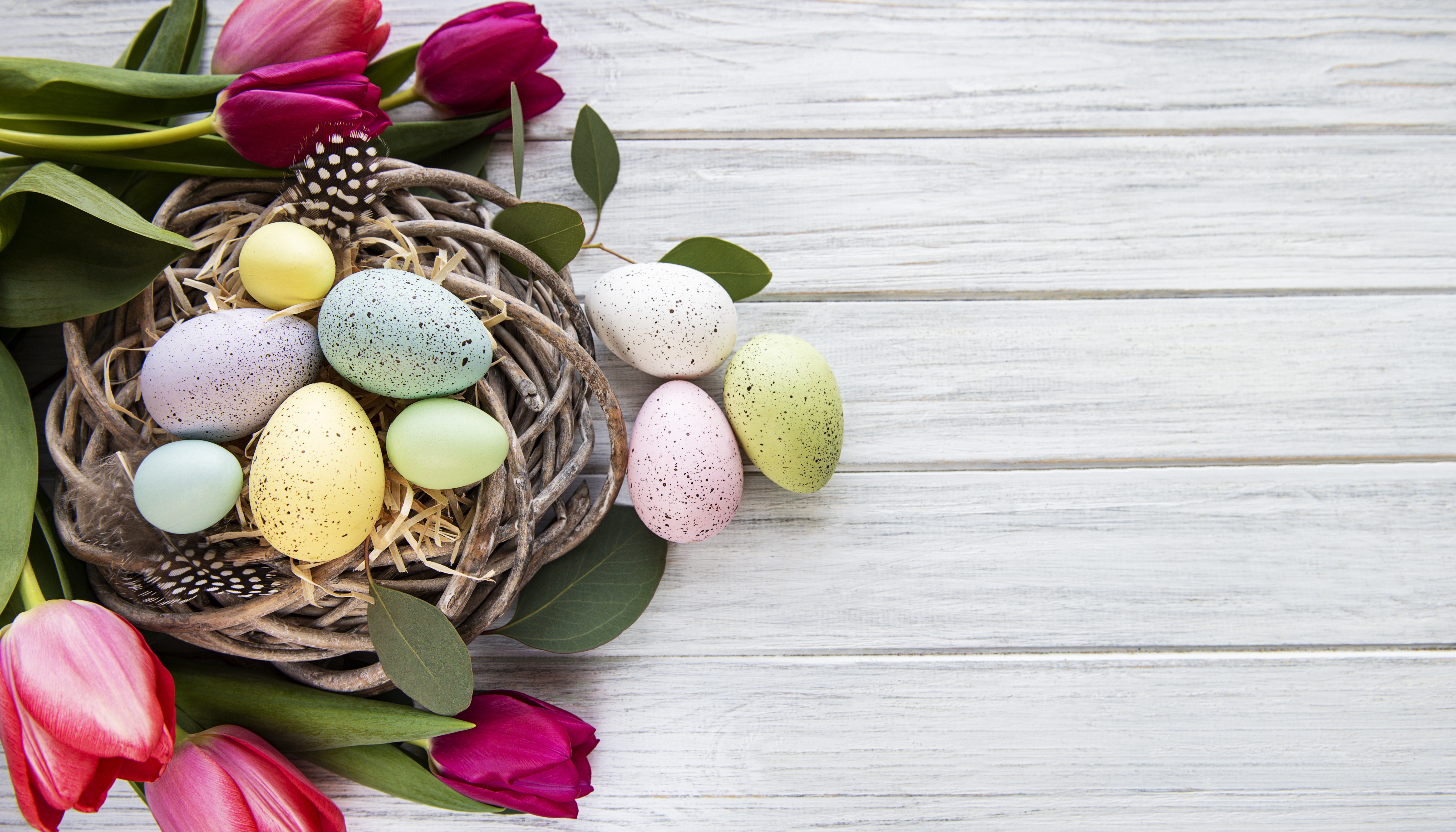 Easter Eggs in a Nest with Tulips HD Wallpaper