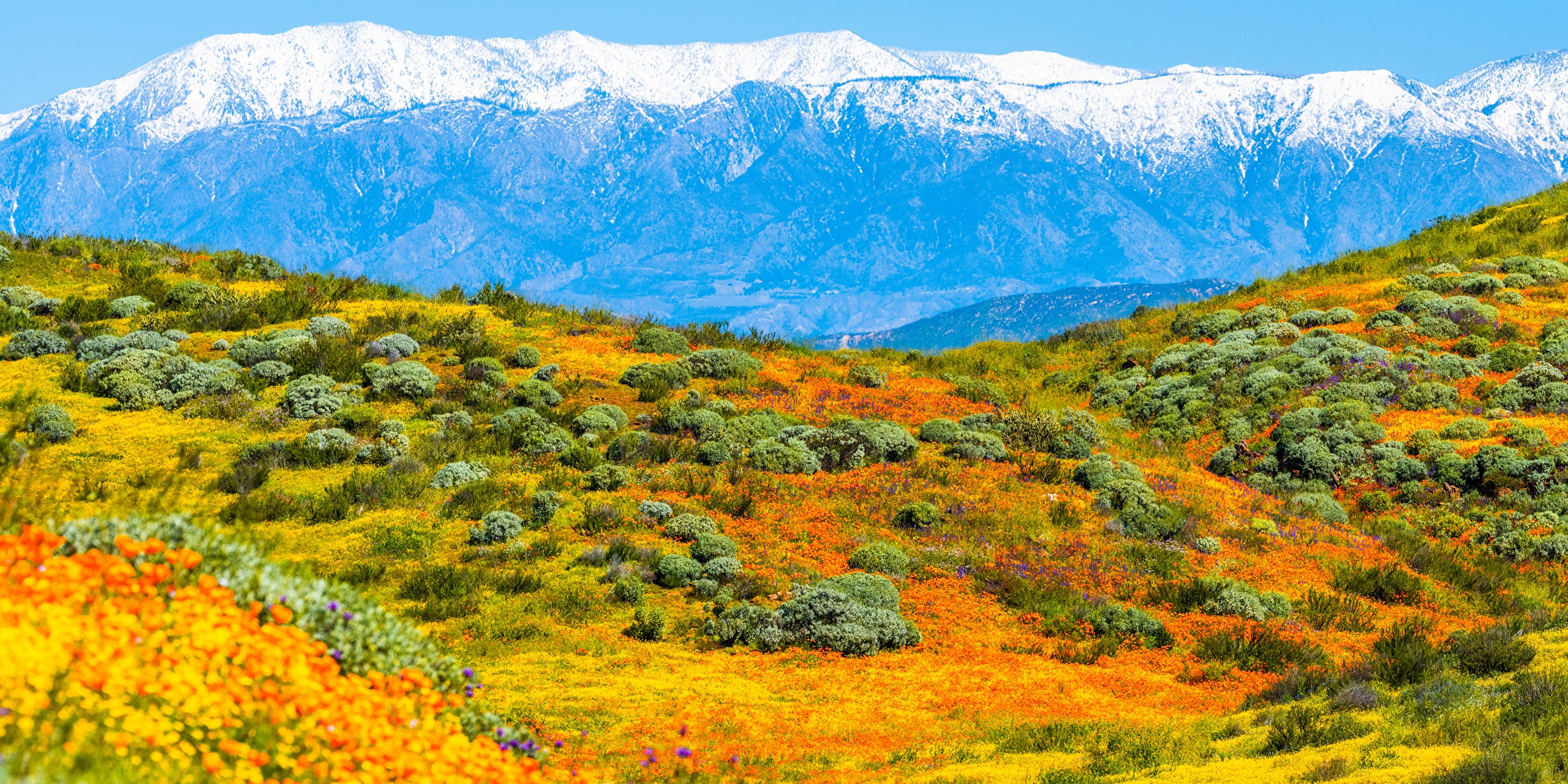 California Poppy Fields with Snow-Capped Mountains HD Wallpaper