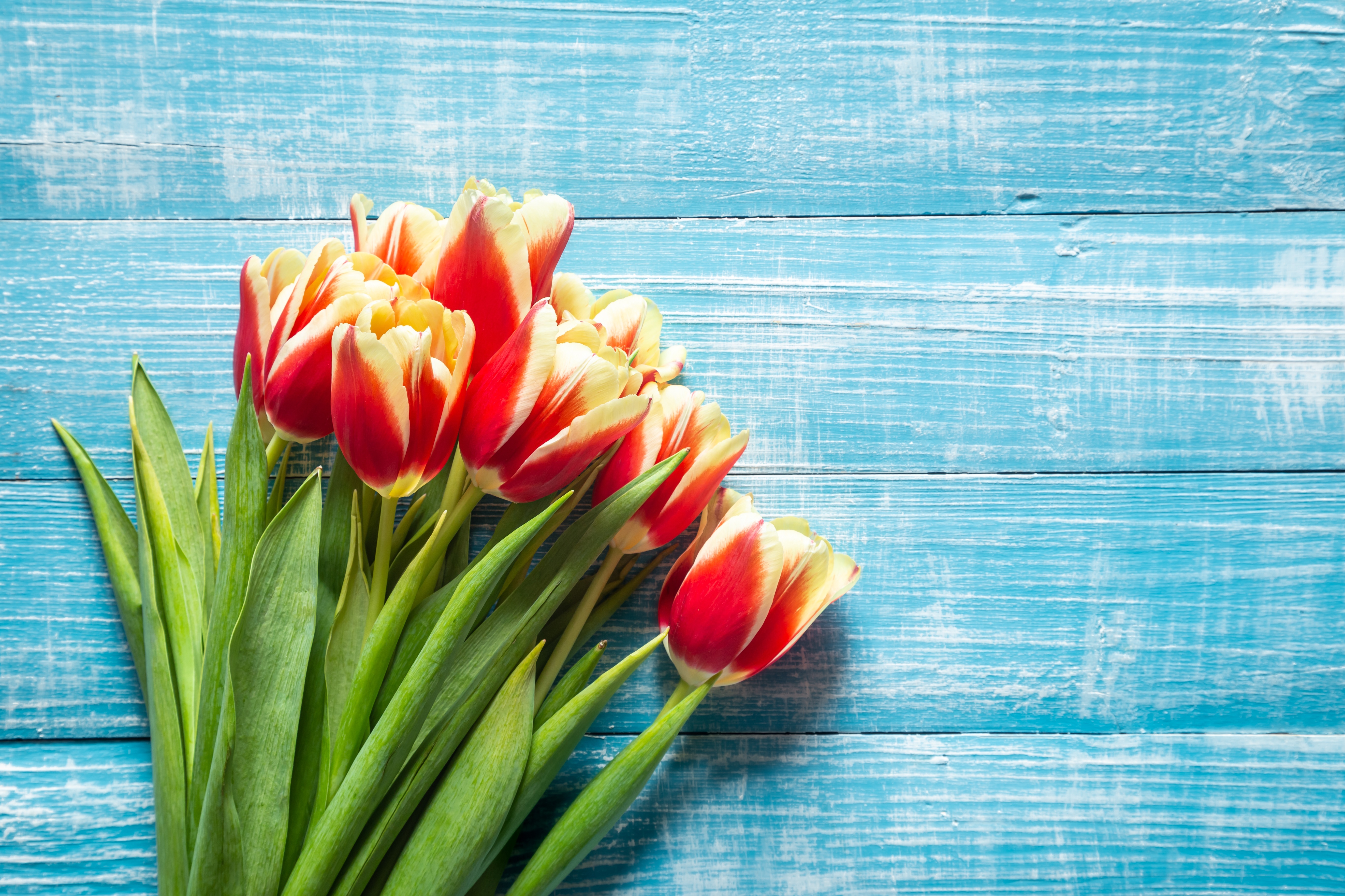 Bouquet of red and yellow tulips on a blue wooden background HD Wallpaper