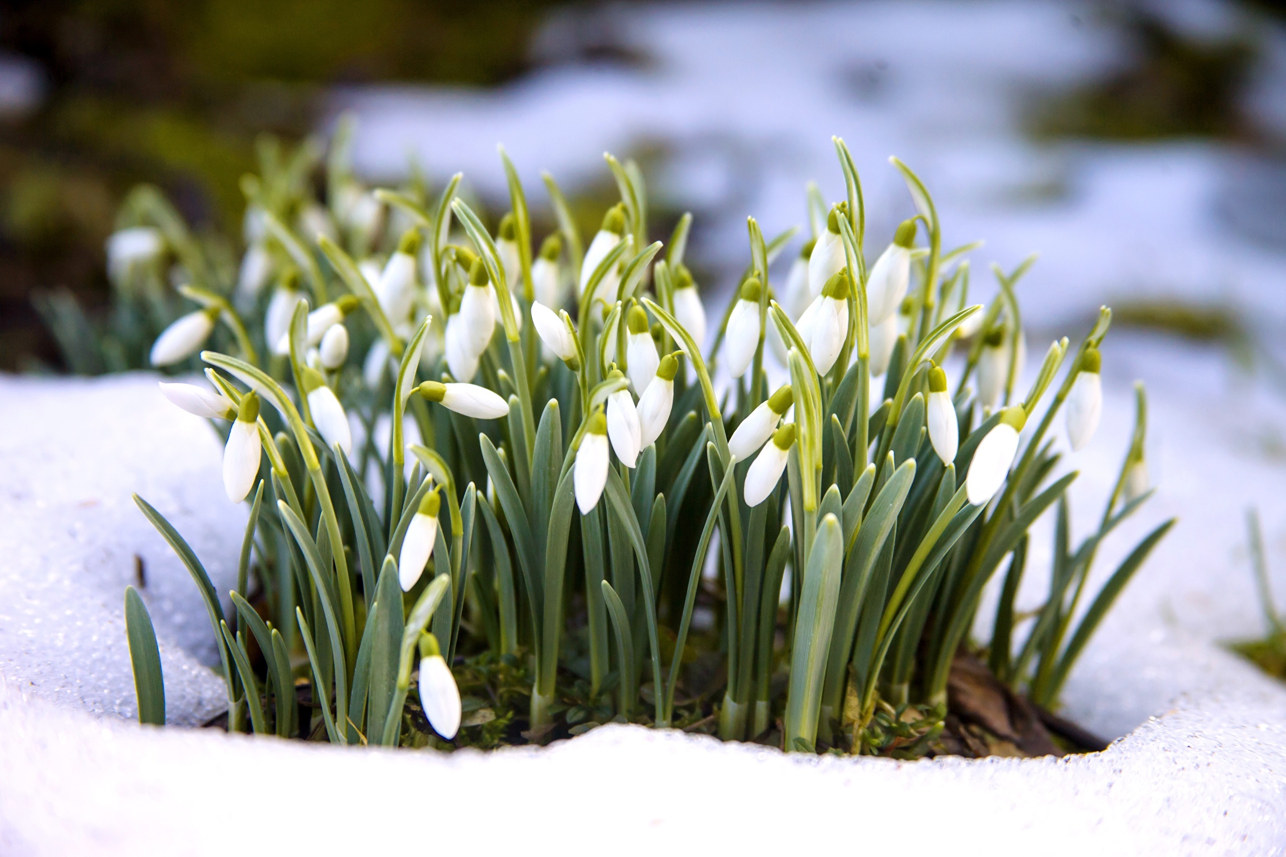 Snowdrops blooming in the snow HD Wallpaper