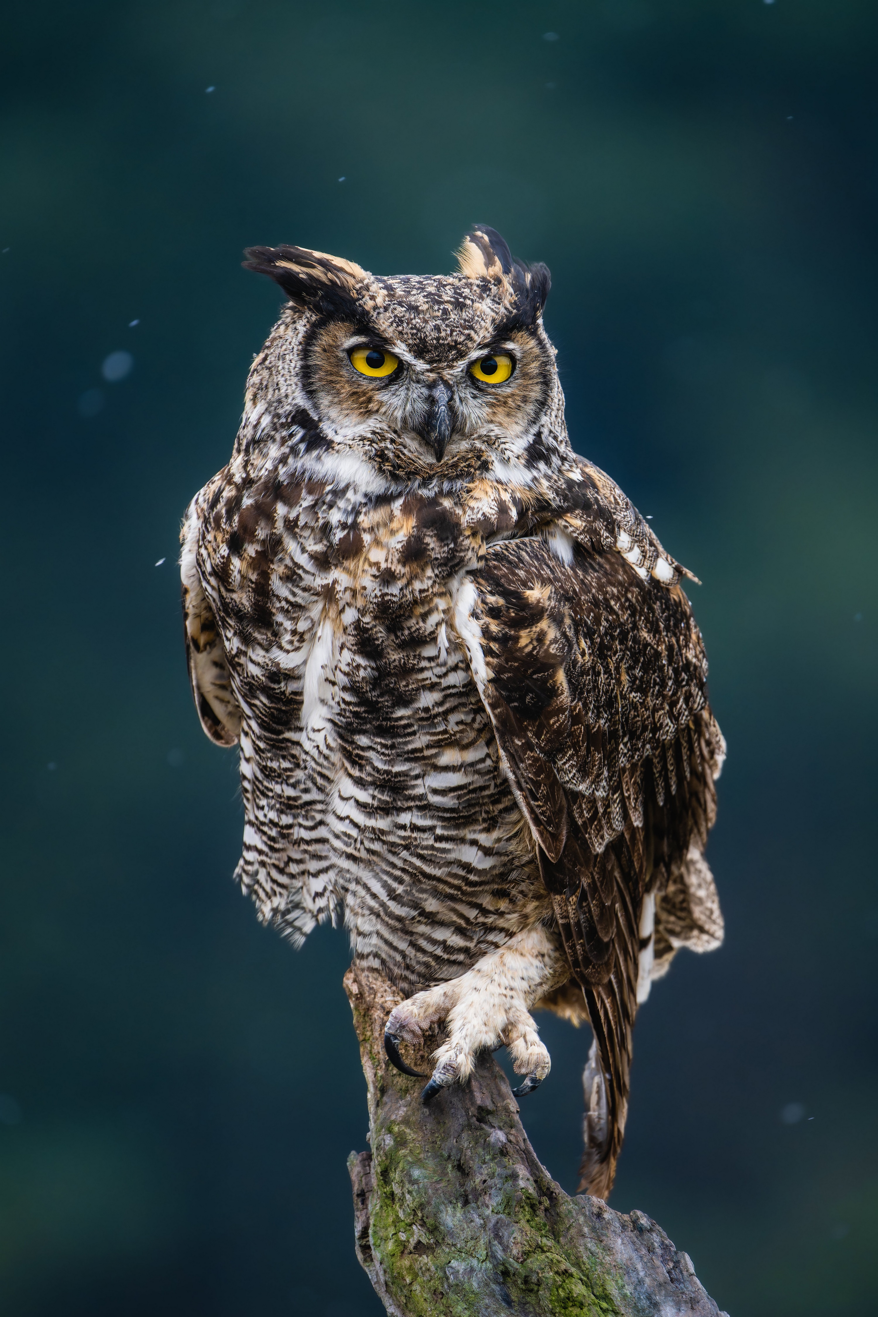 Great Horned Owl perched on a branch HD Phone Wallpaper