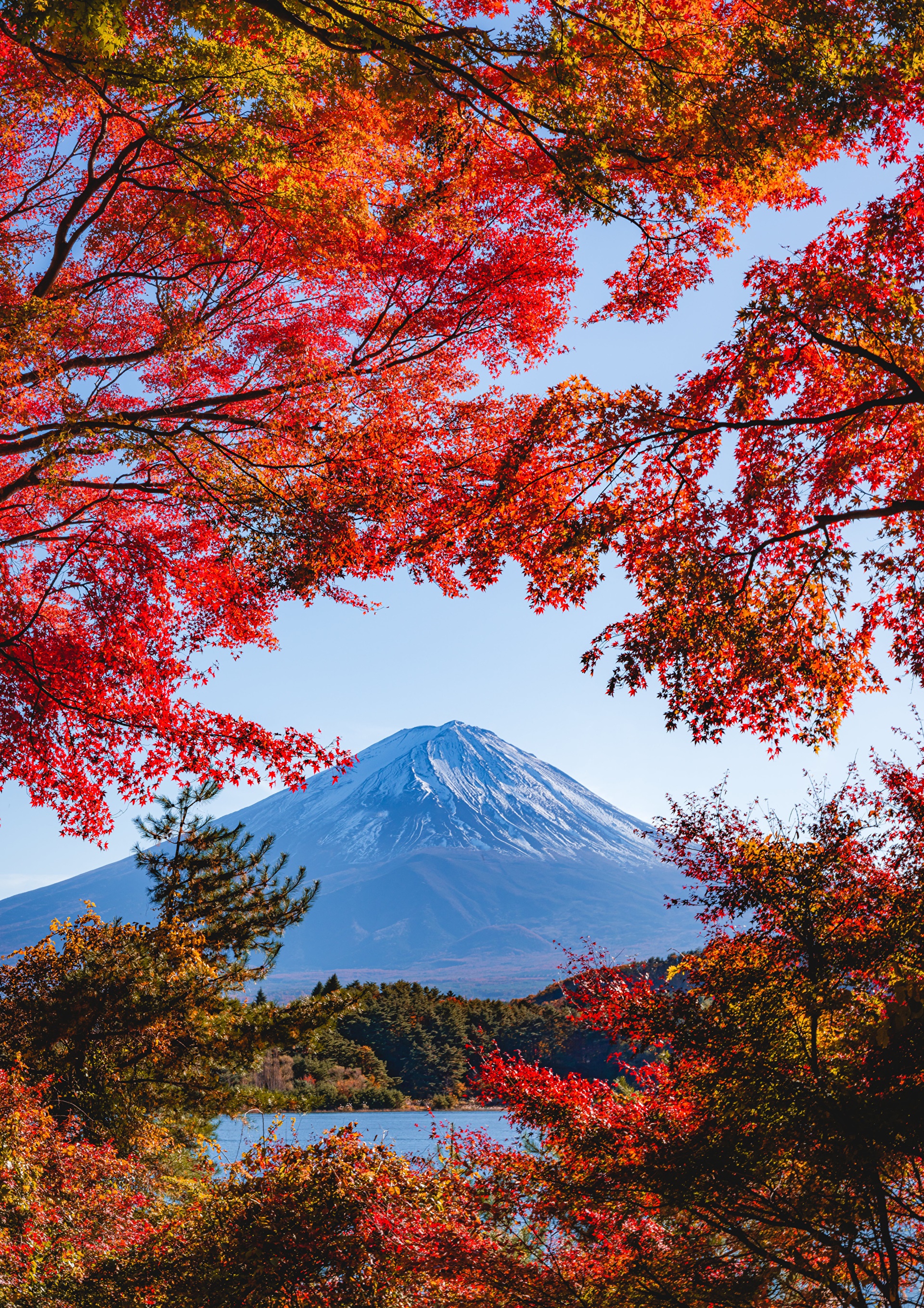Mount Fuji framed by autumn foliage HD Phone Wallpaper