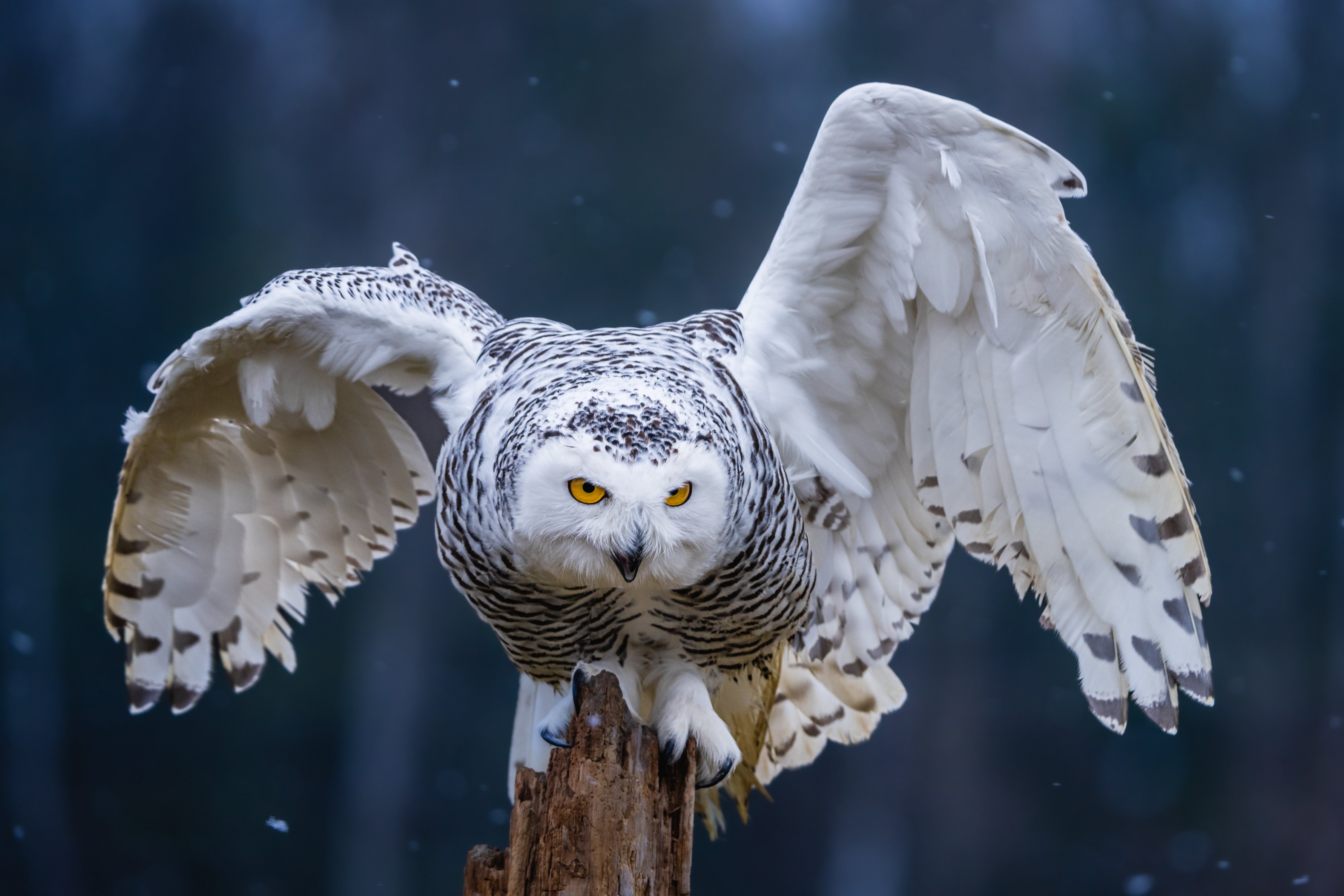 Snowy Owl with Wings Spread HD Wallpaper