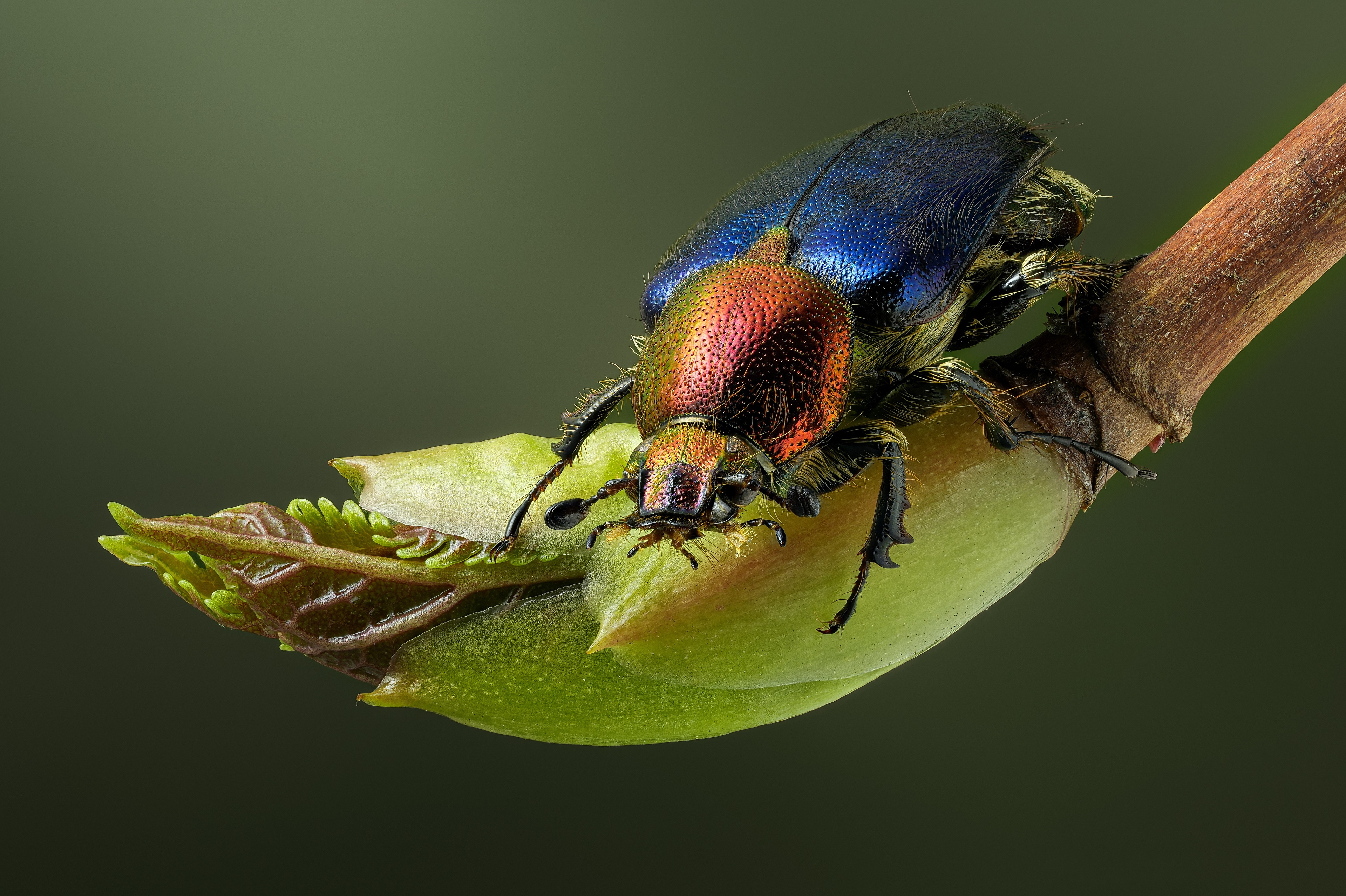 Close-up of a colorful beetle on a plant bud HD Wallpaper