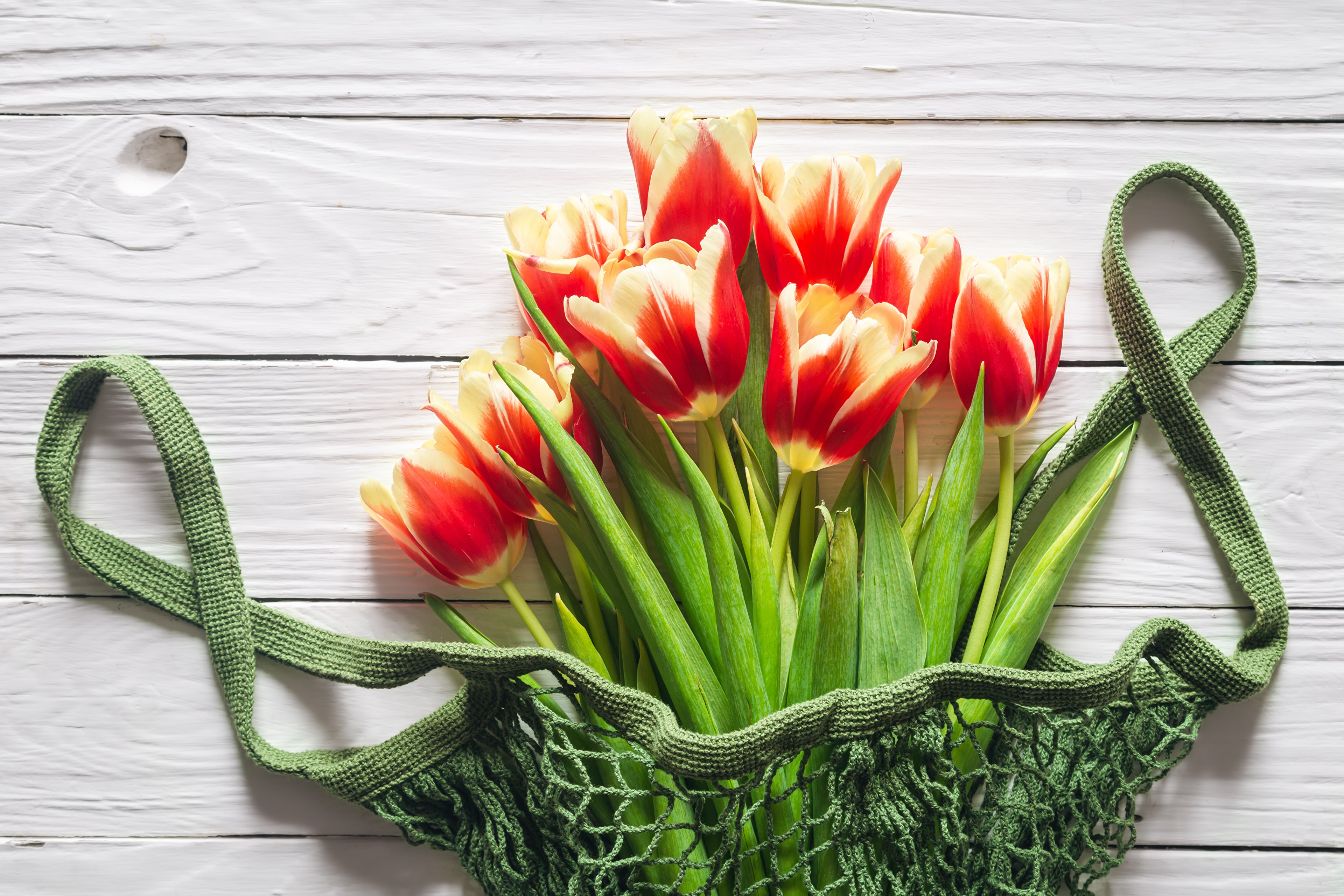 Bouquet of red and yellow tulips in a green net bag HD Wallpaper