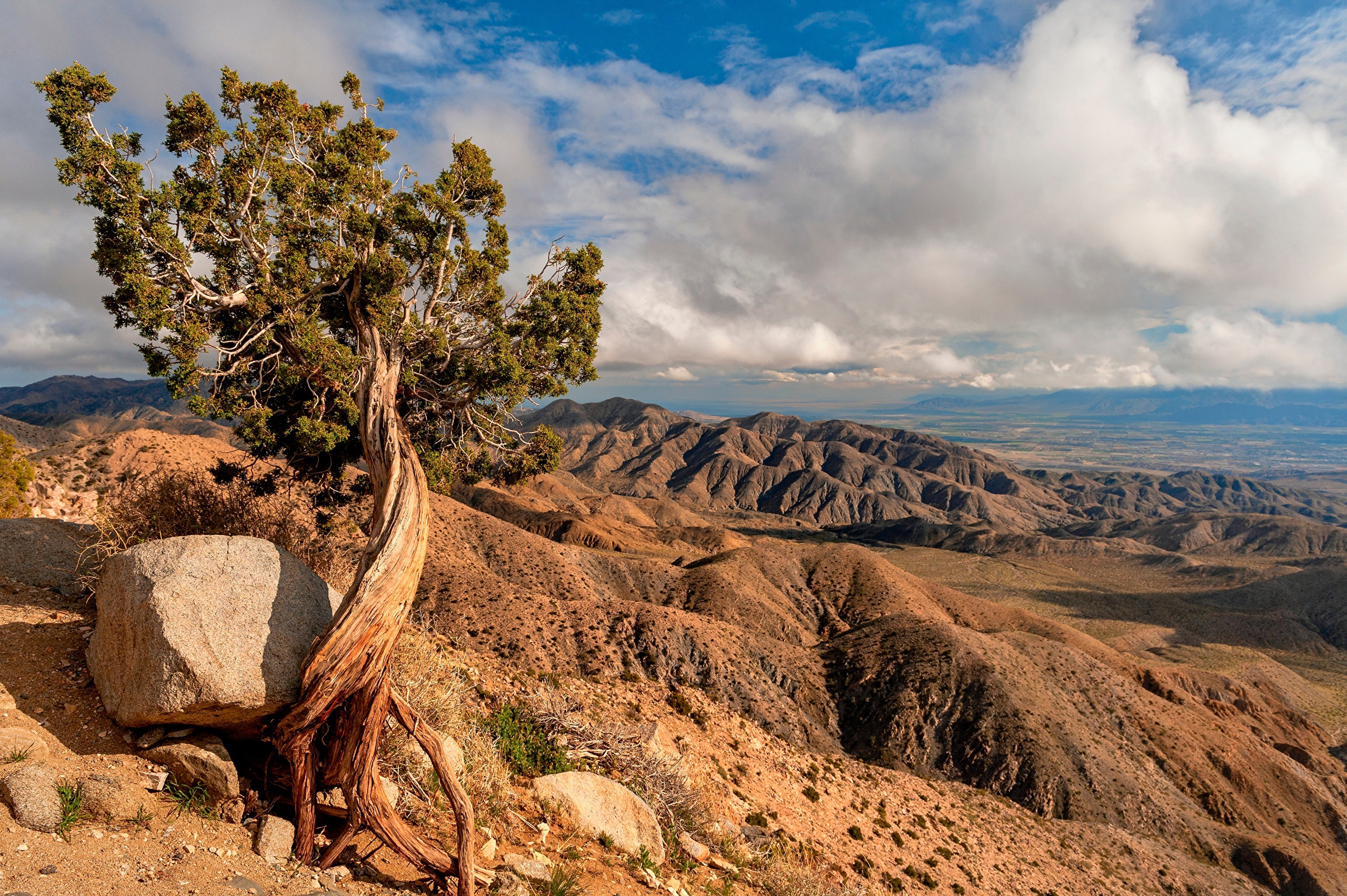 Twisted tree on a rocky hill overlooking mountains in Joshua Tree National Park HD Wallpaper