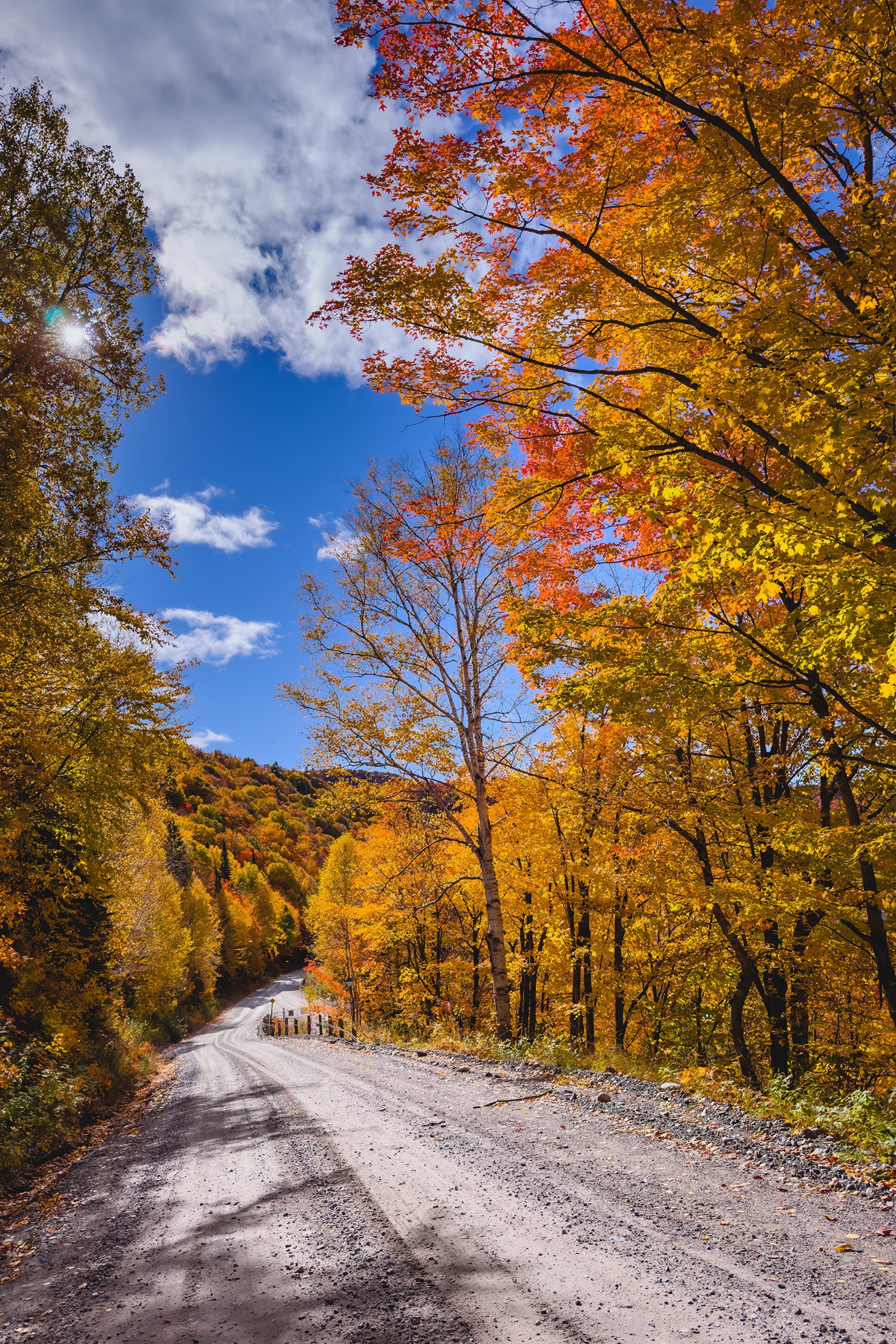 Autumn road through Algoma forest in Canada HD Phone Wallpaper
