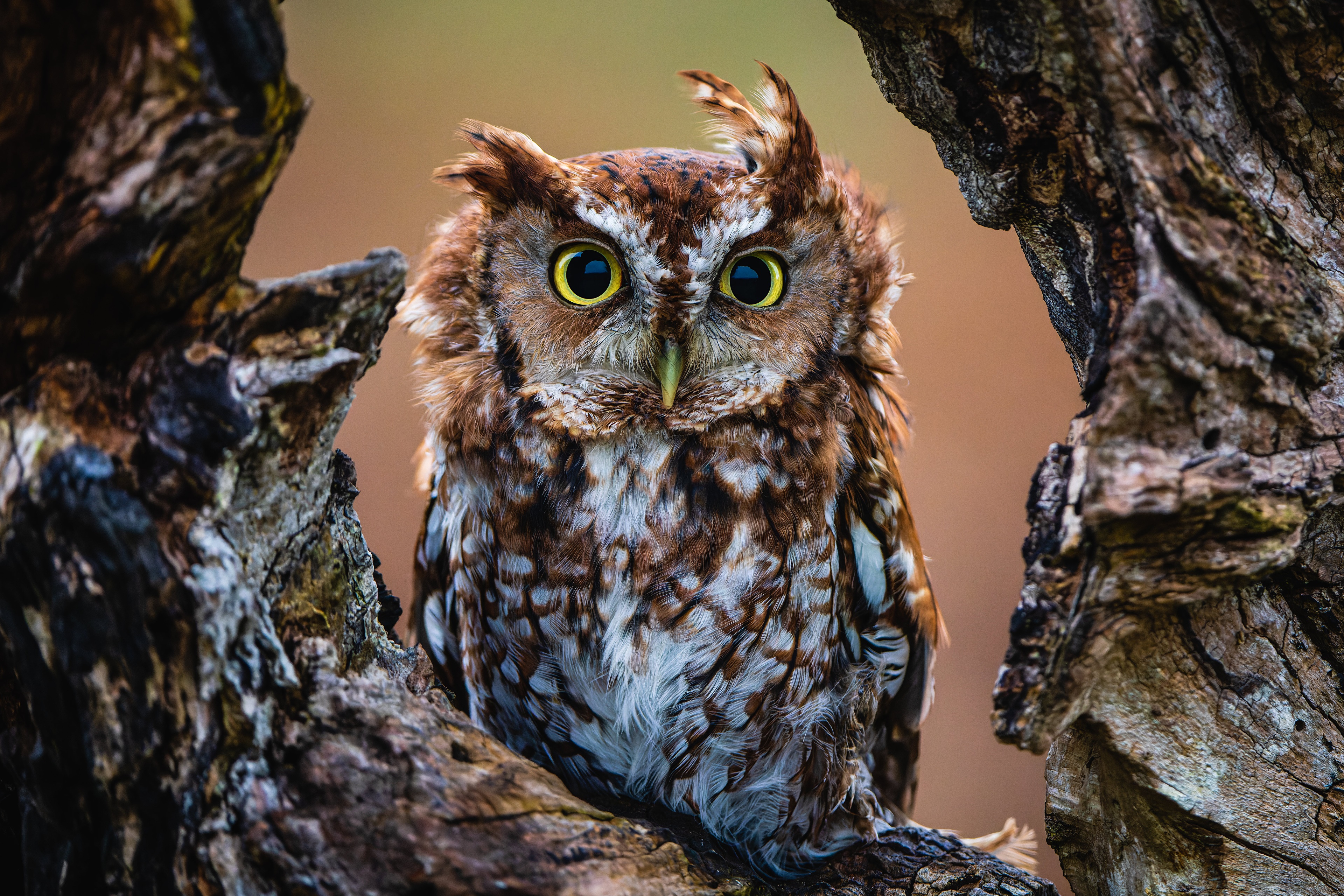 Eastern Screech Owl perched on a tree branch HD Wallpaper