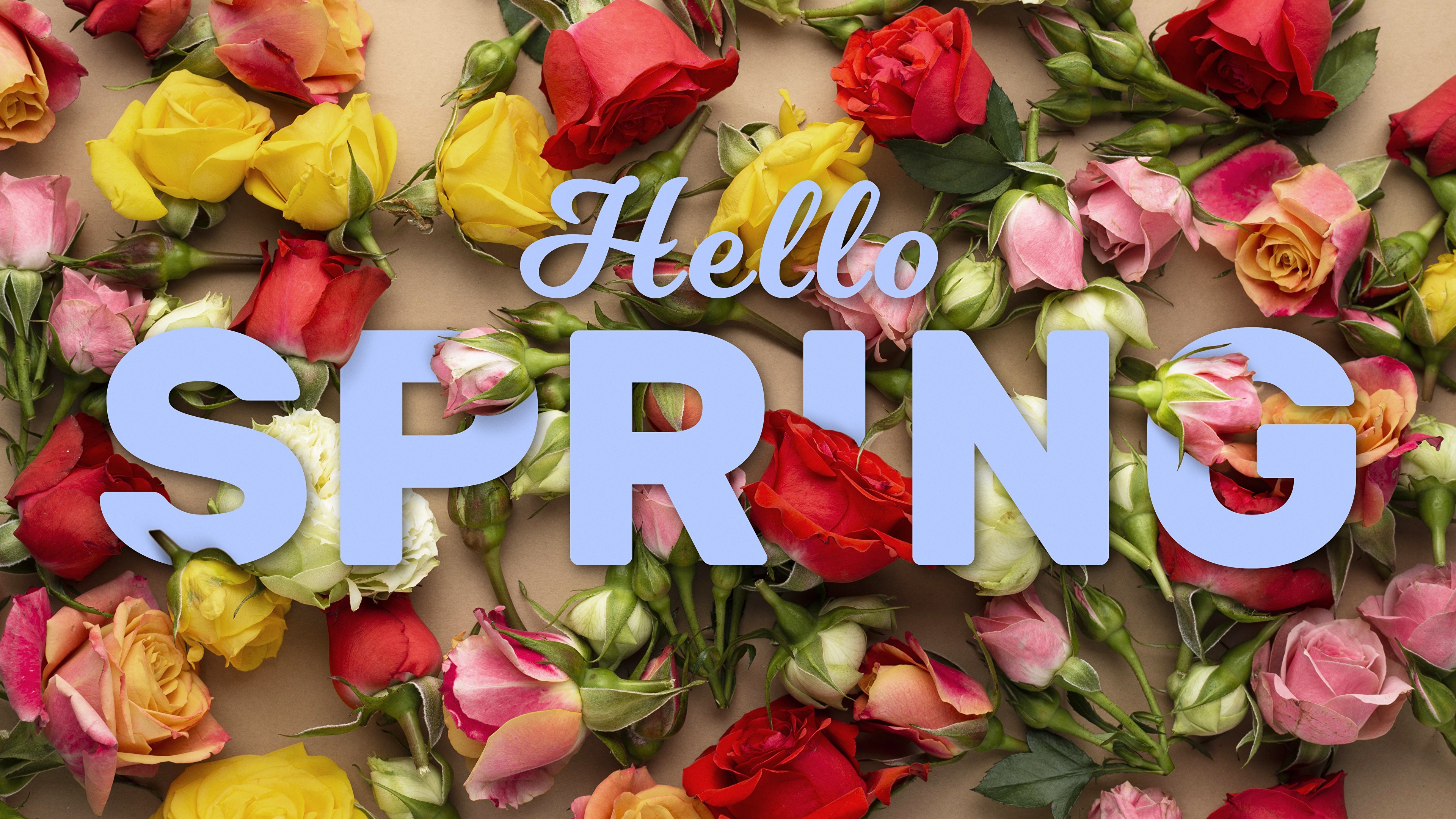 Hello Spring Roses 4K HD Wallpaper