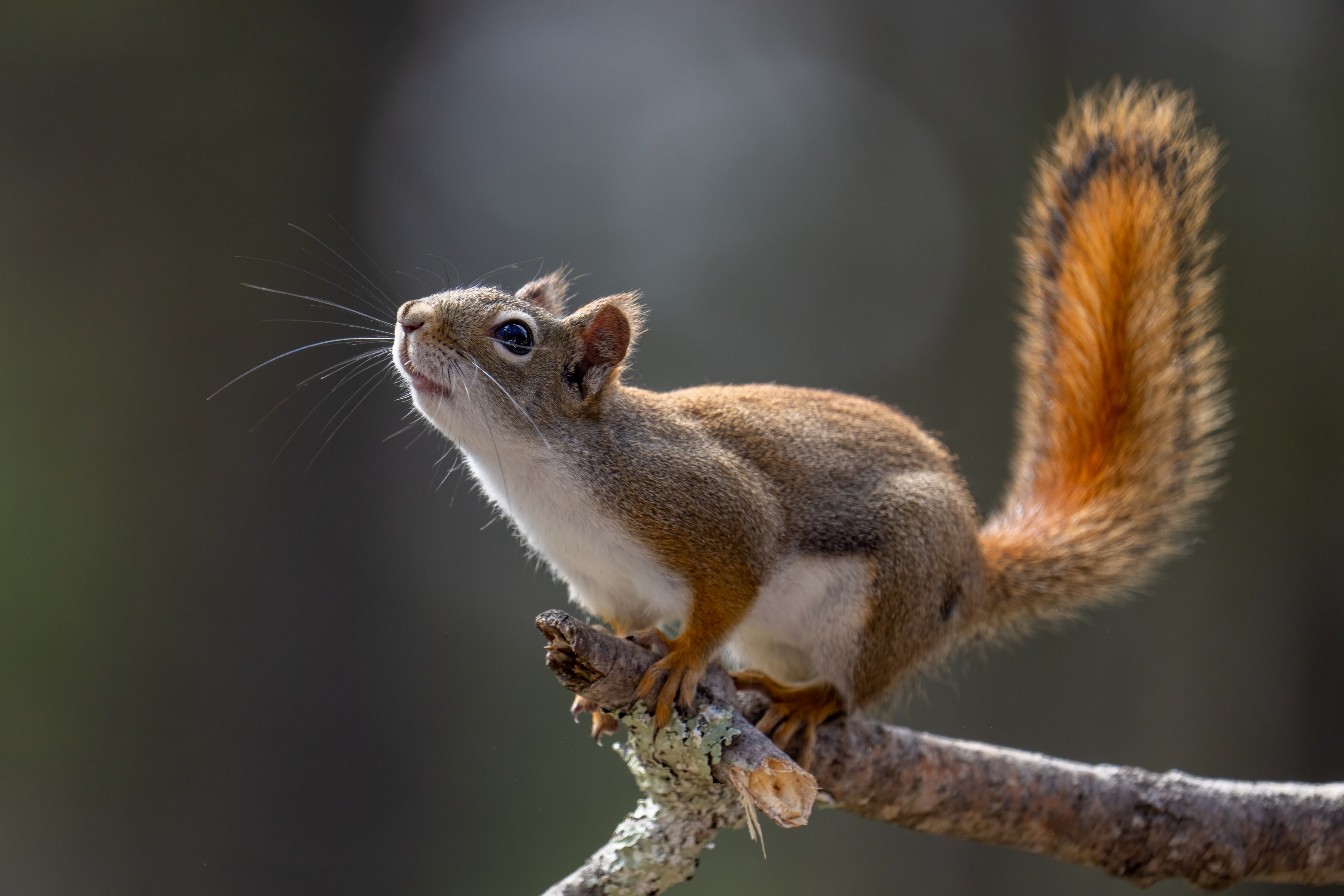 Red Squirrel on a Branch HD Wallpaper