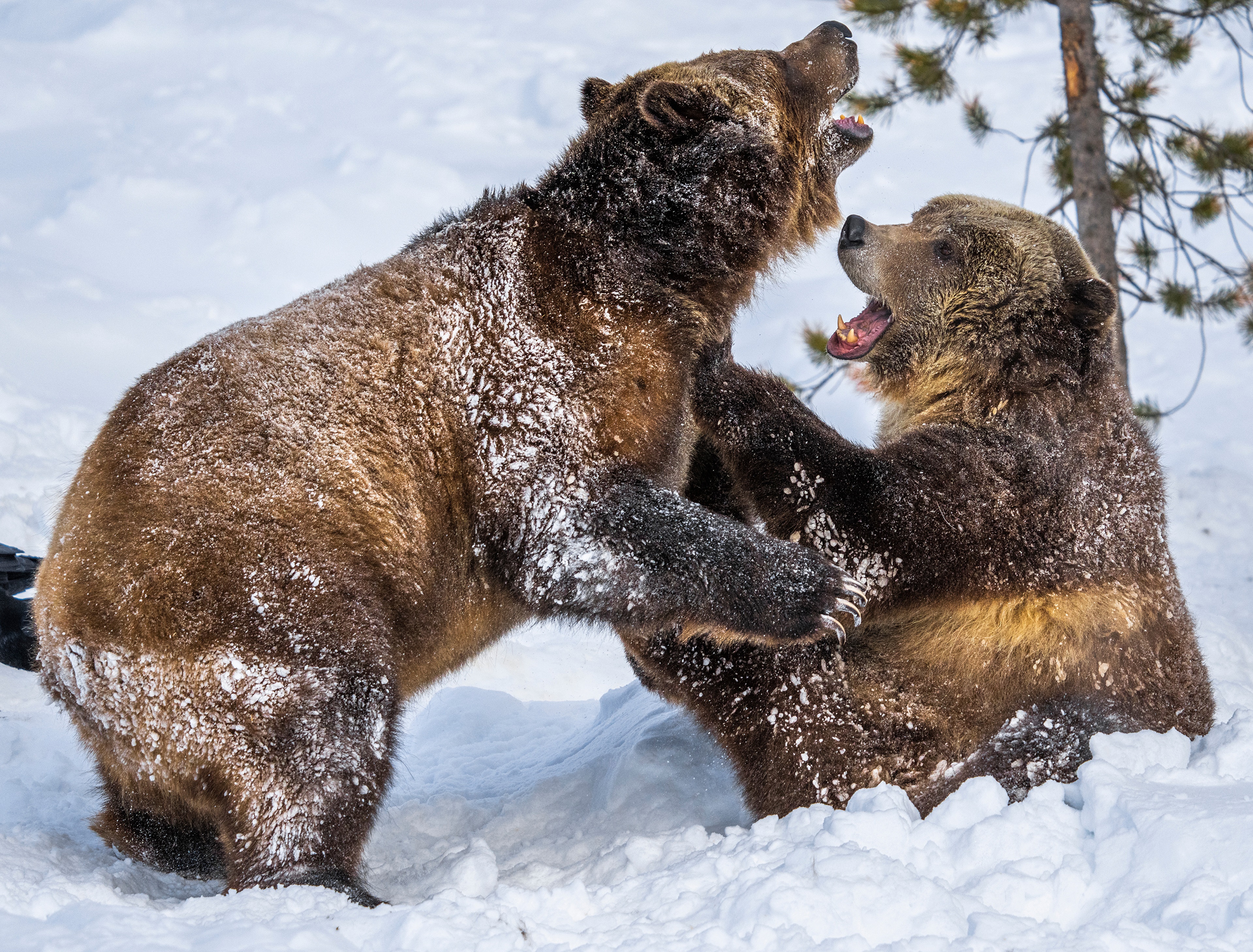 Two brown bears fighting in the snow HD Wallpaper