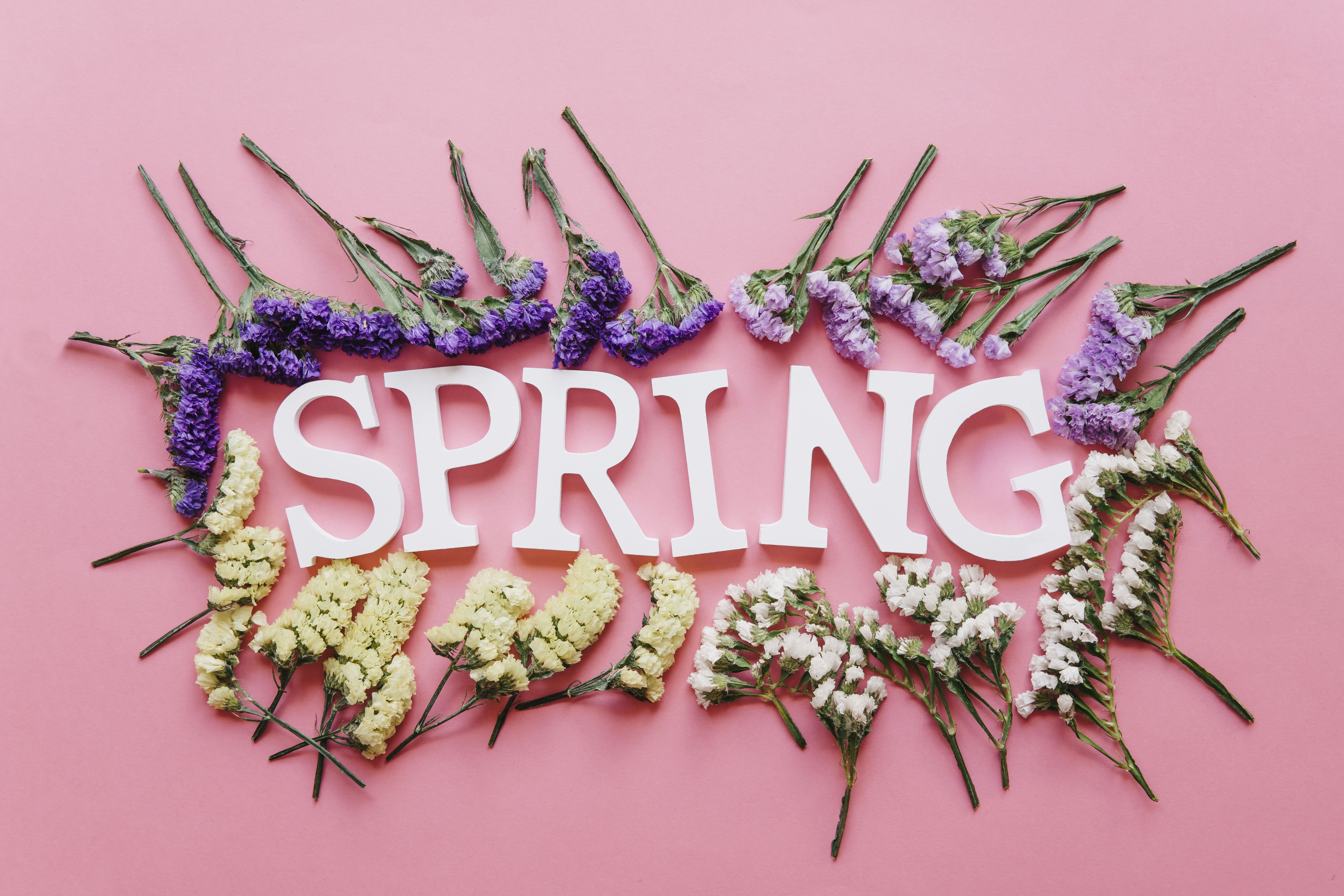 Spring word with flowers on pink background HD Wallpaper