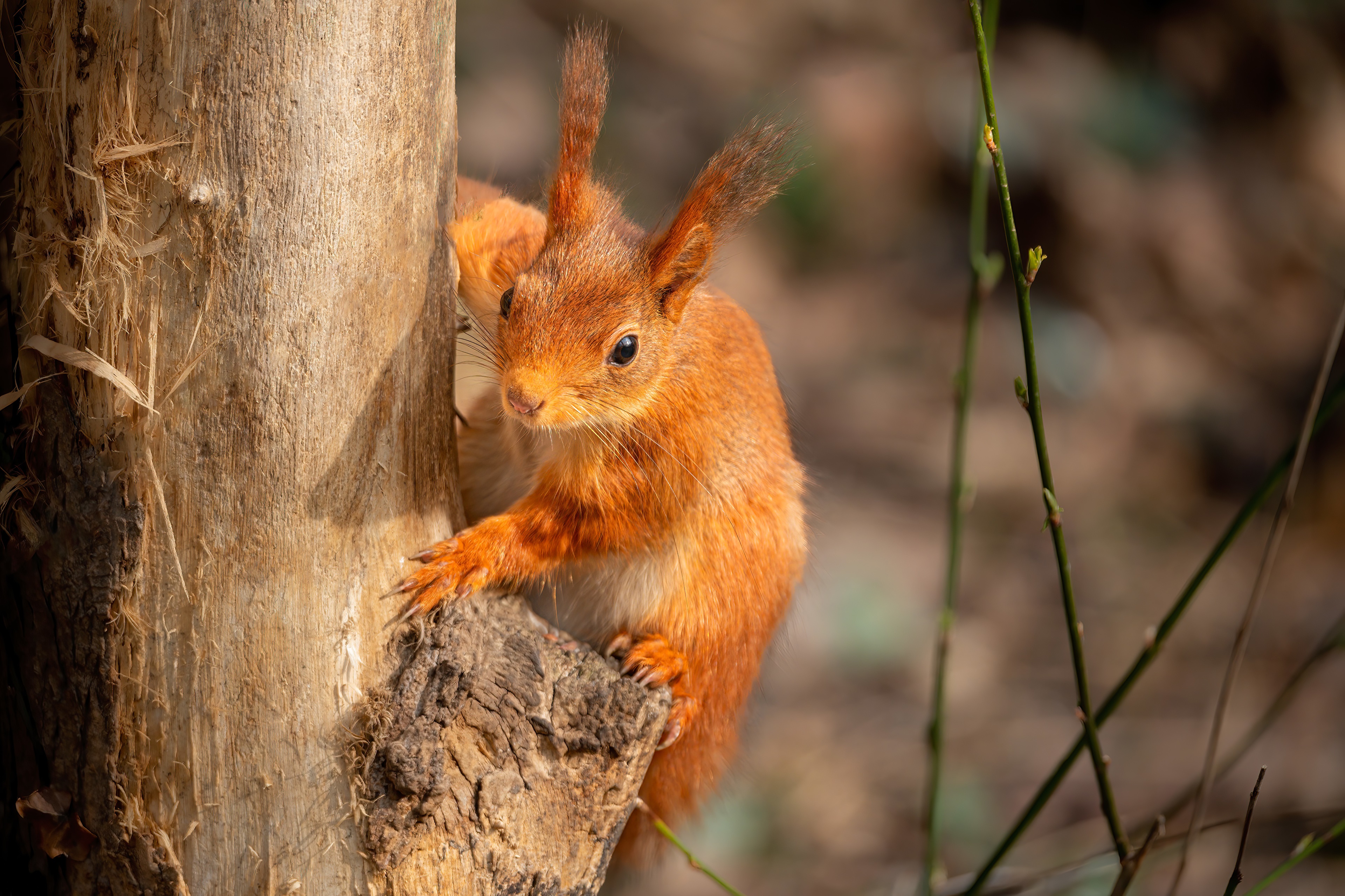 Red Squirrel on a Tree Trunk HD Wallpaper