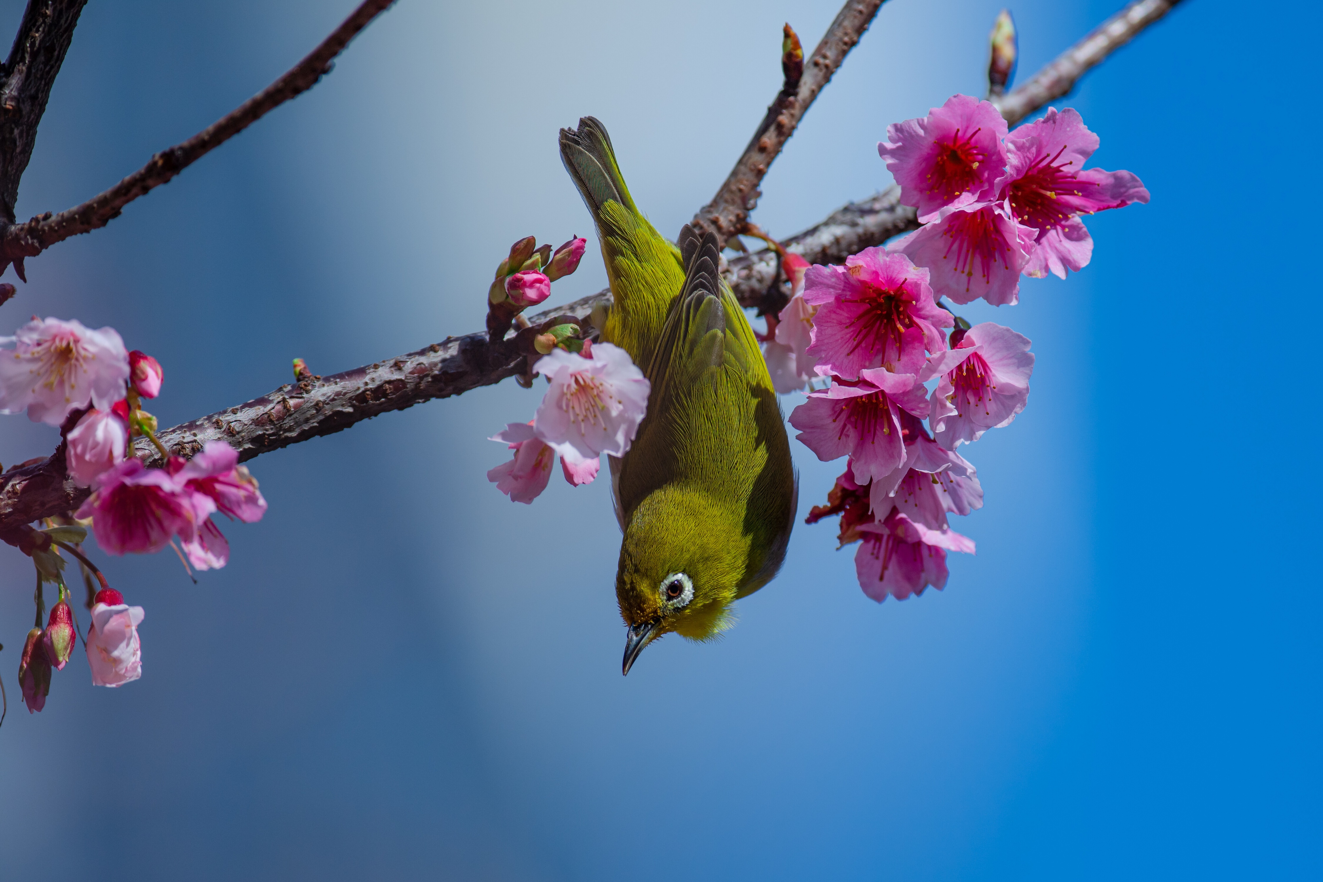 Green bird on cherry blossom branch HD Wallpaper