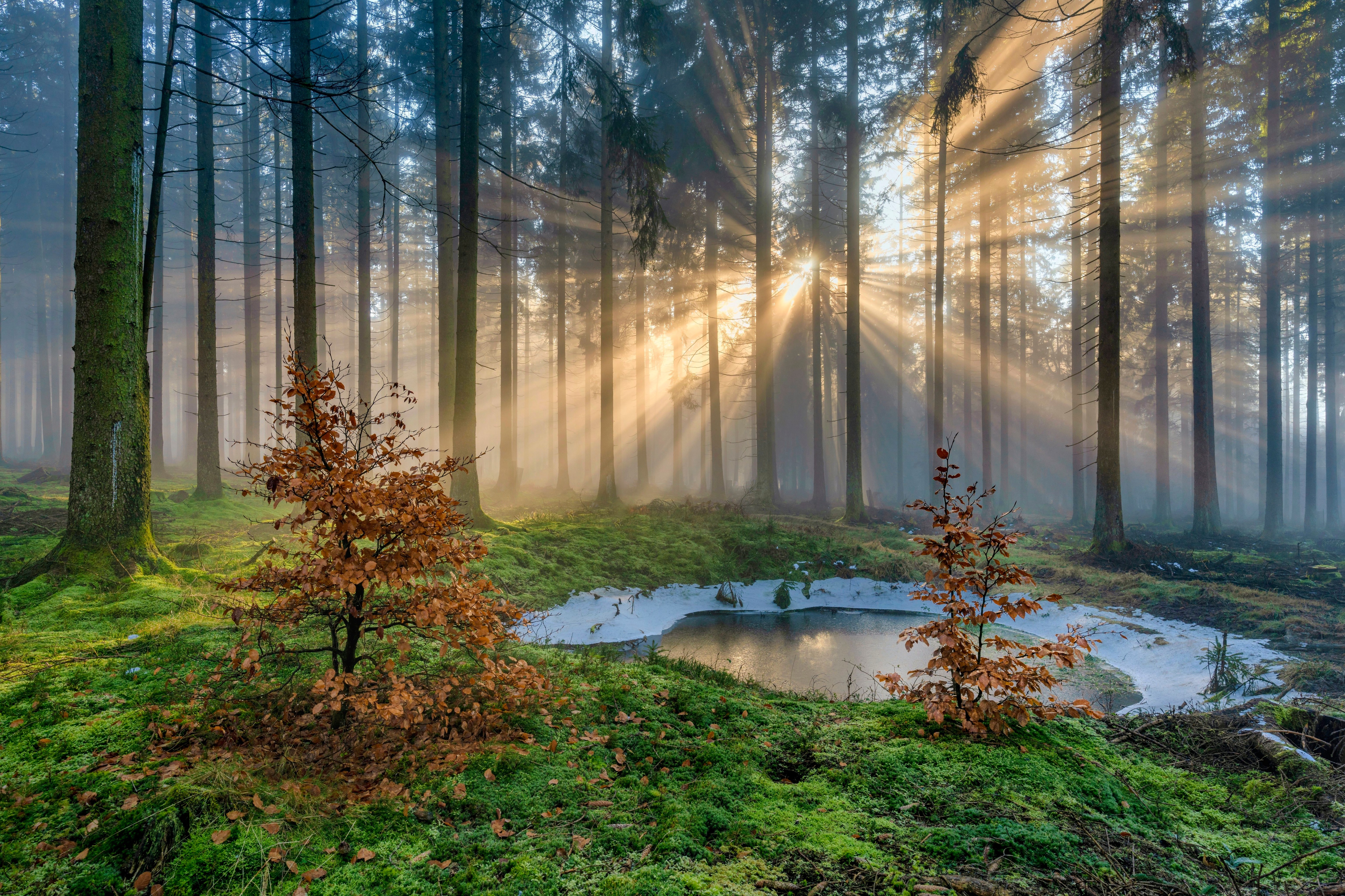 Sun Rays in Deudesfeld Forest, Germany HD Wallpaper