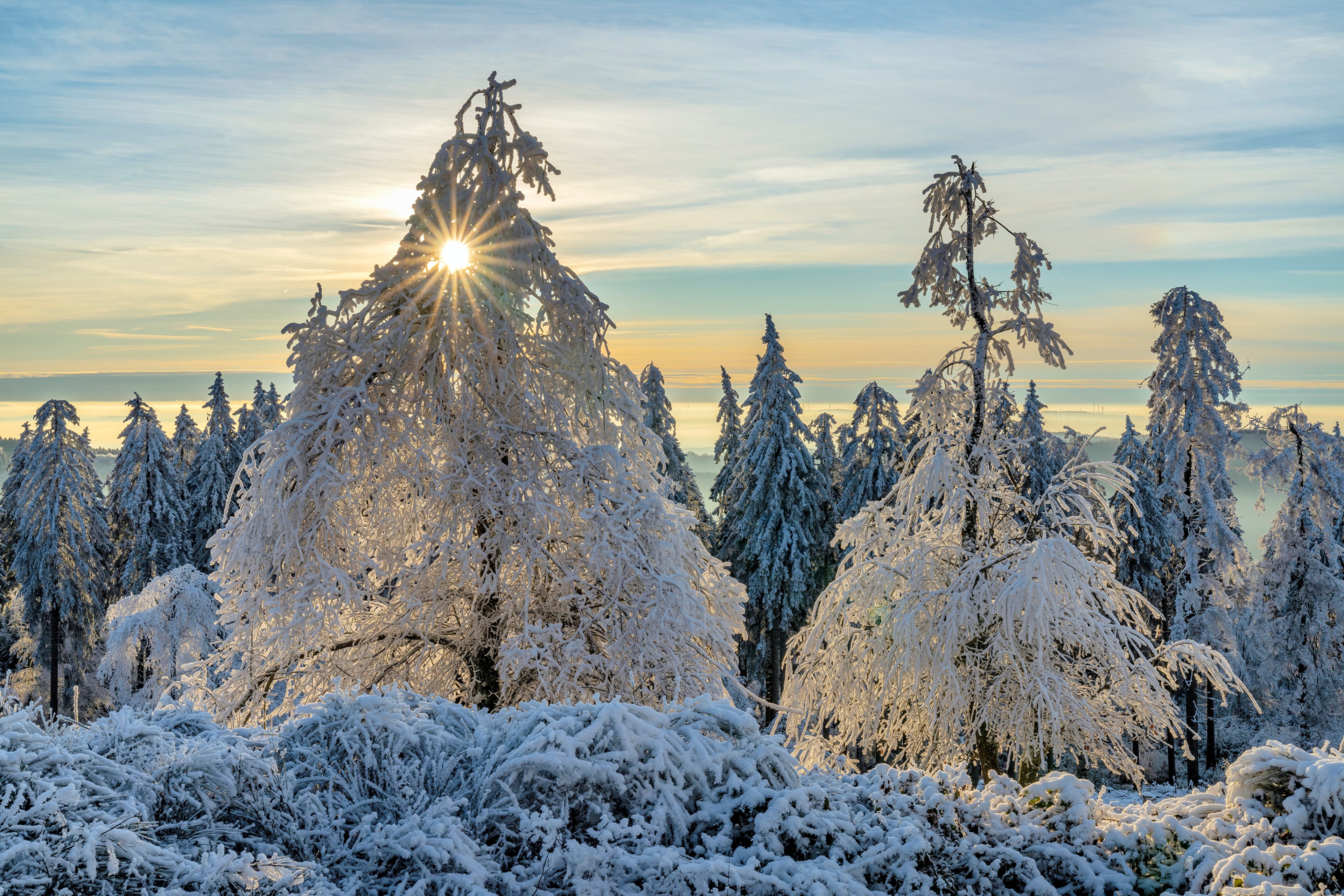 Winter forest in Rheinland-Pfalz, Germany with sun HD Wallpaper