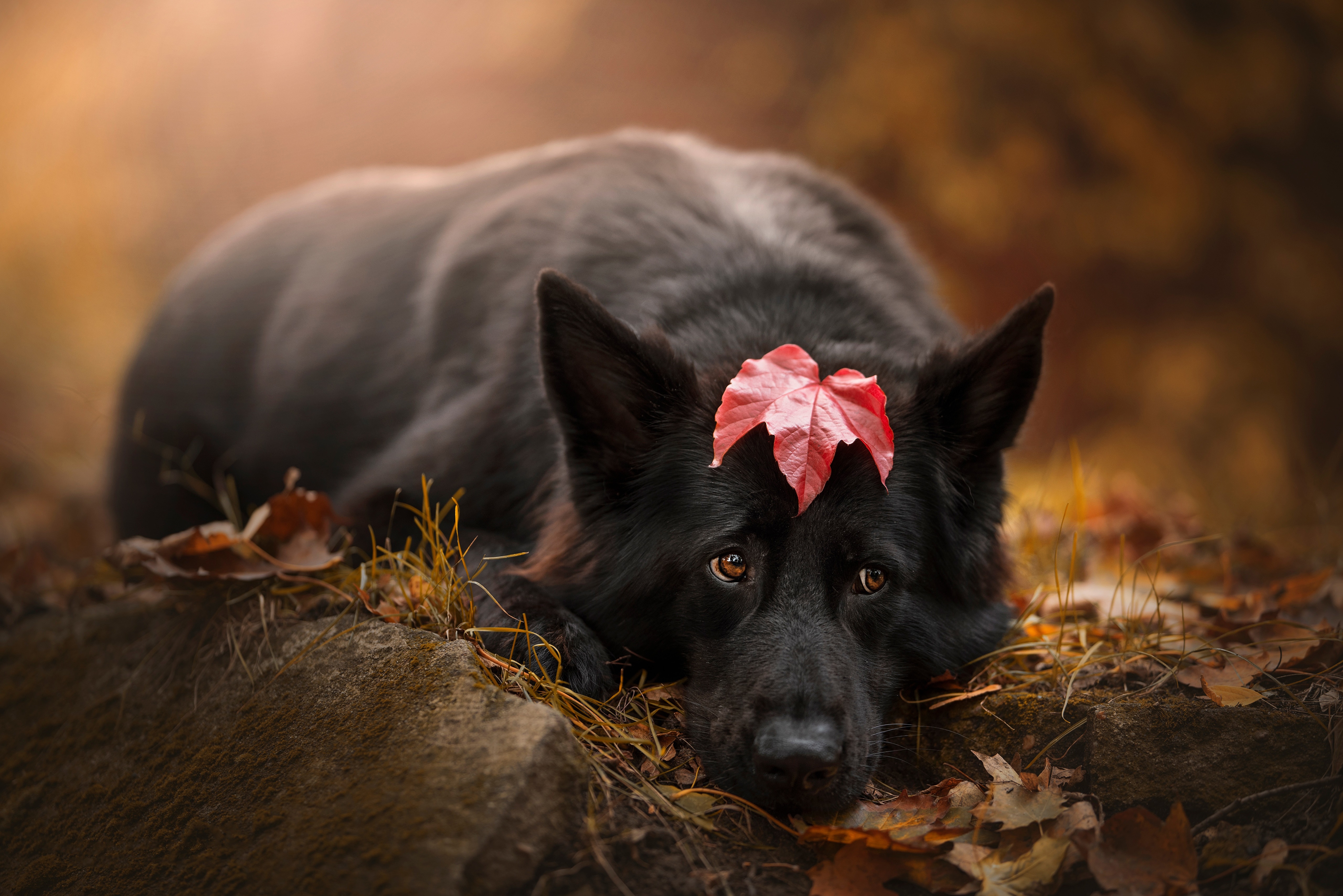 Black German Shepherd with Red Leaf on Head HD Wallpaper