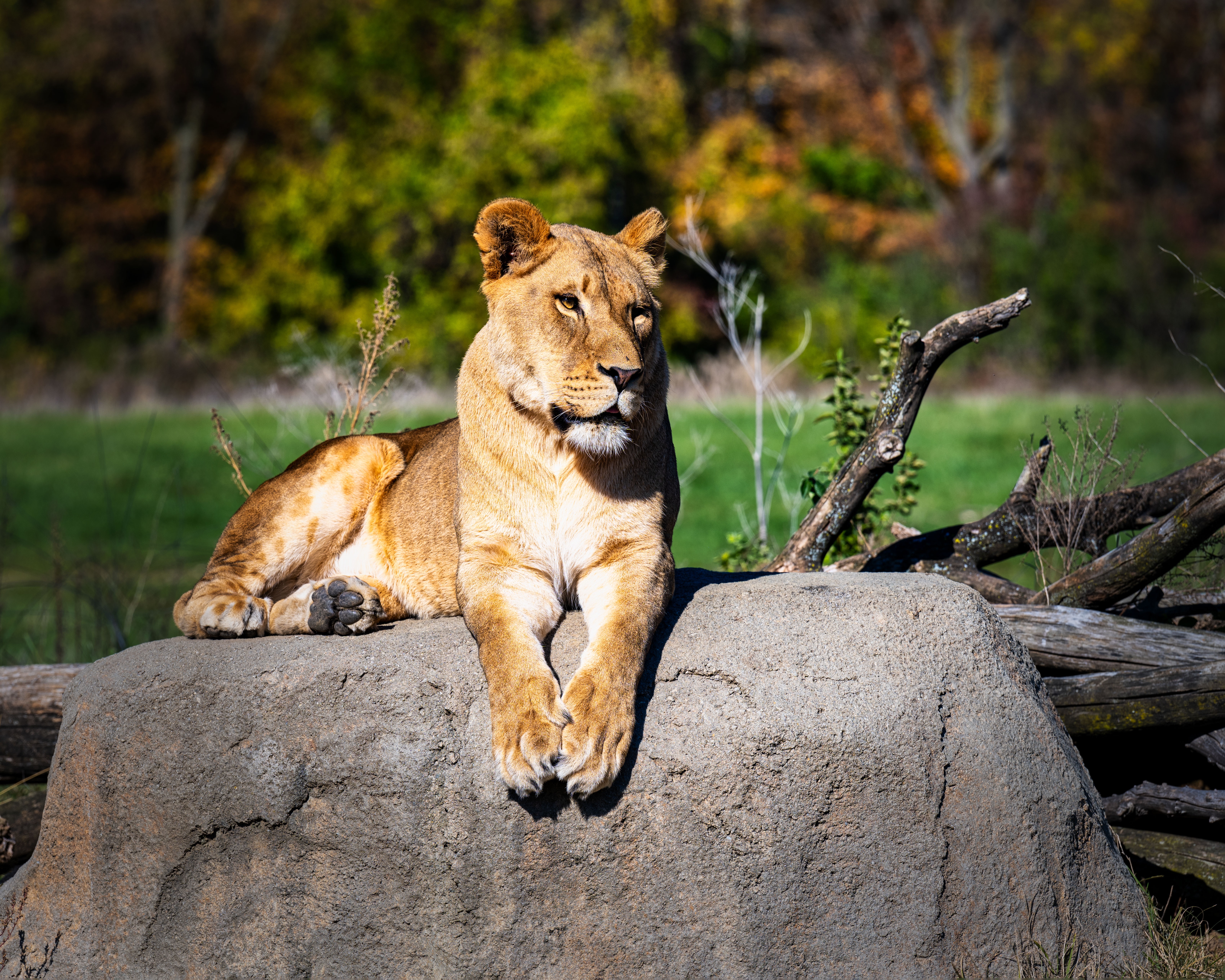 Lioness lying on a rock with autumn trees in the background HD Wallpaper