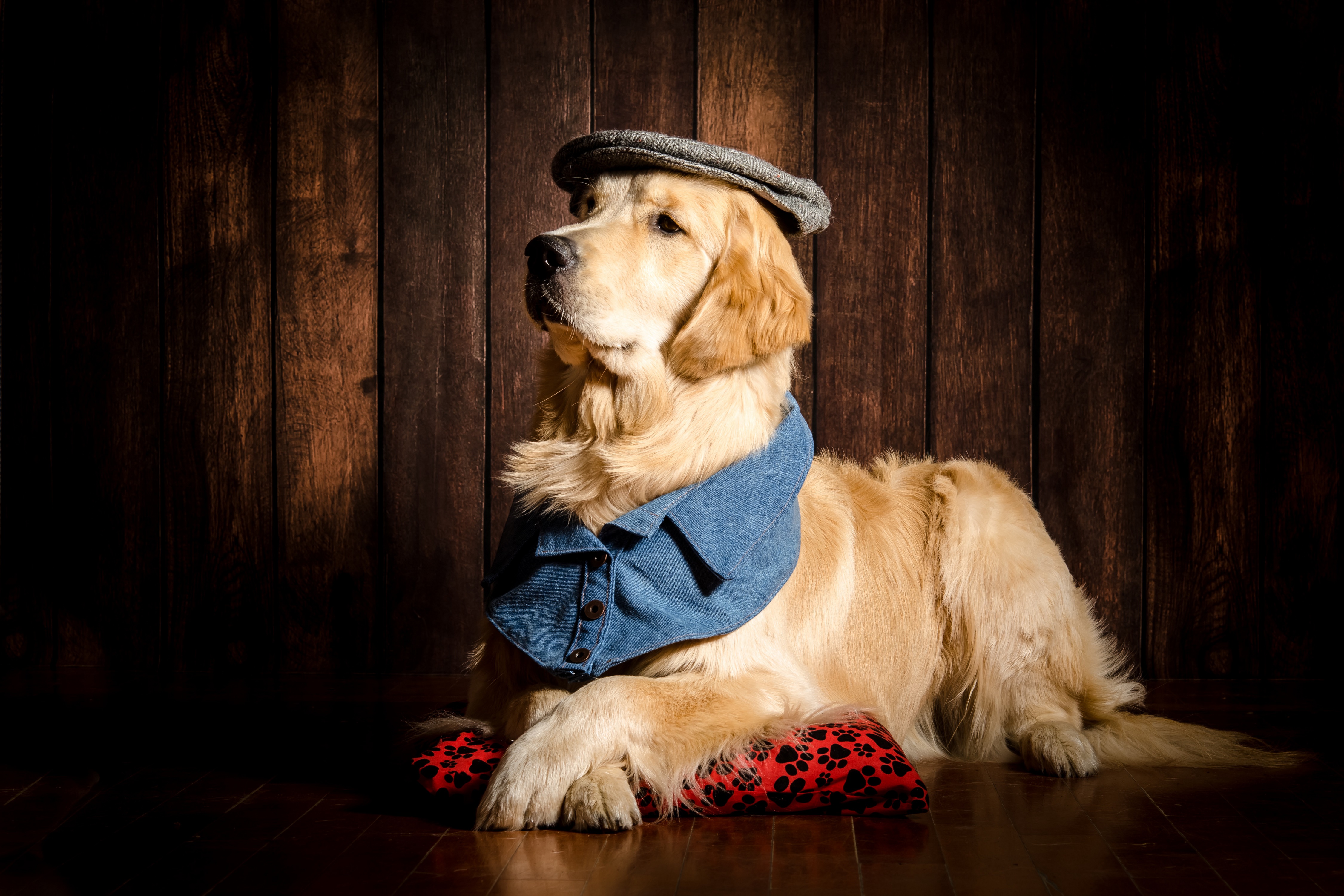 Golden Retriever dog wearing a cap and bandana HD Wallpaper