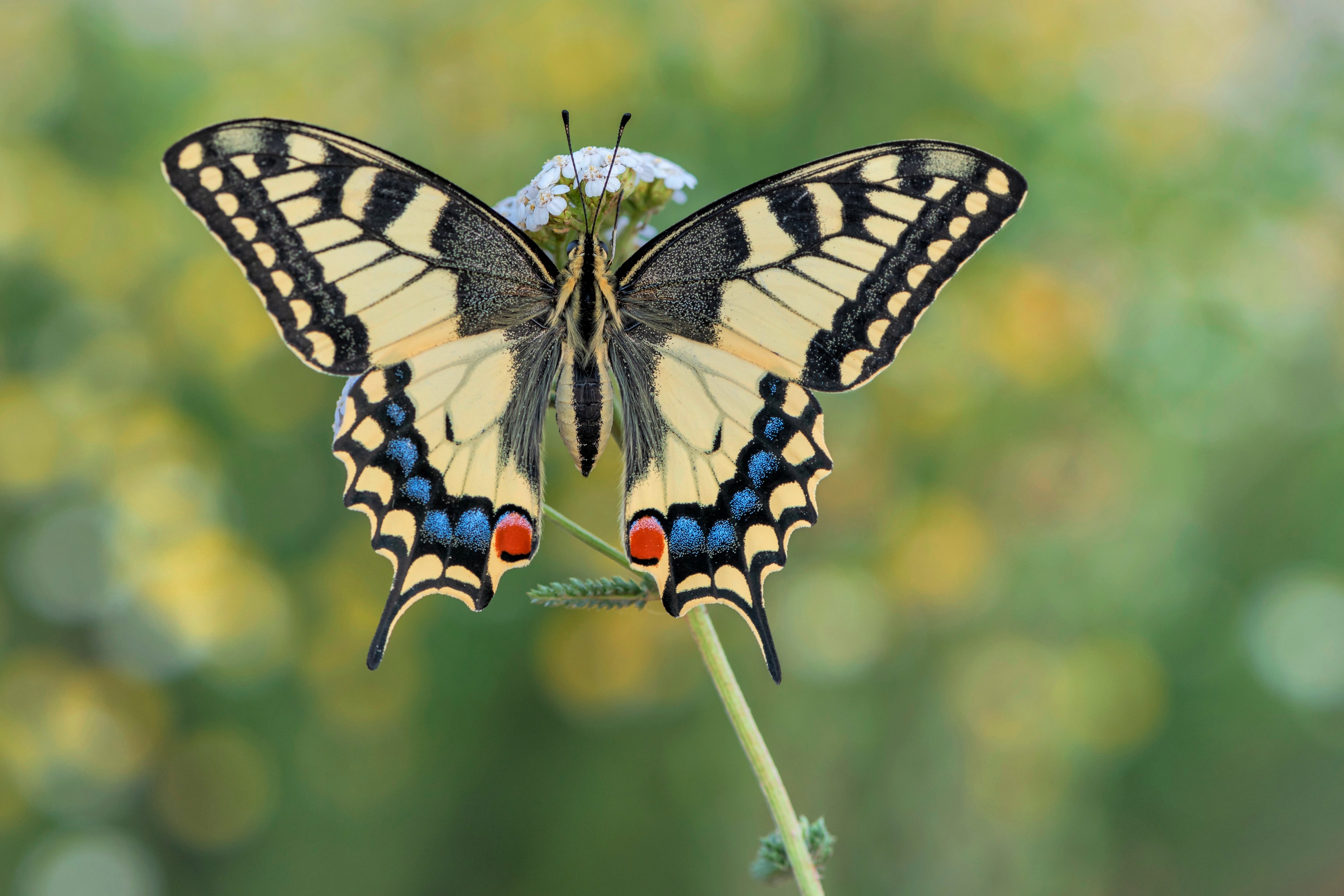 4K Swallowtail Butterfly on Flower HD Wallpaper
