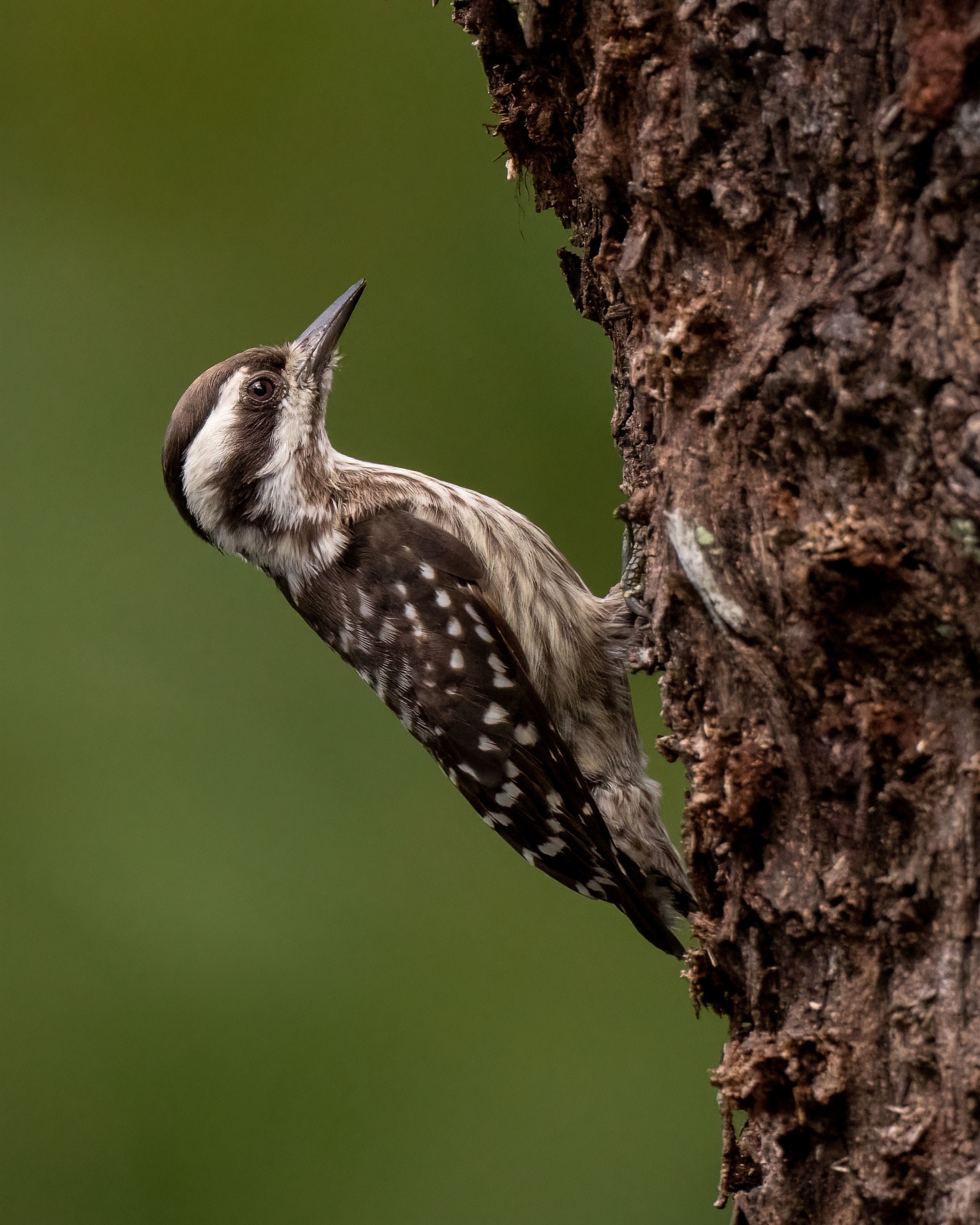 Sunda Pygmy Woodpecker on a Tree Trunk HD Phone Wallpaper