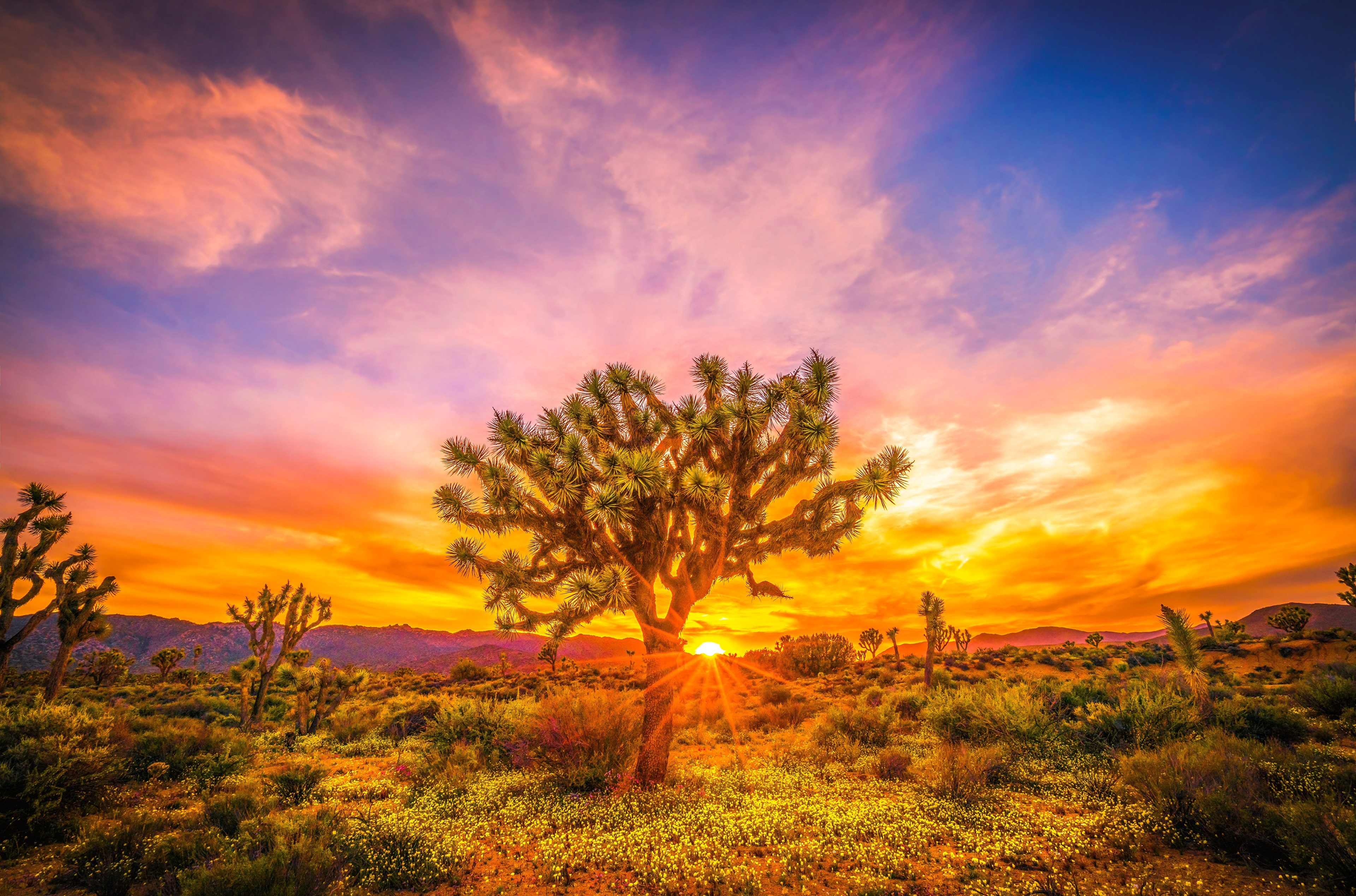 Joshua Tree National Park Sunset with Sun Rays HD Wallpaper