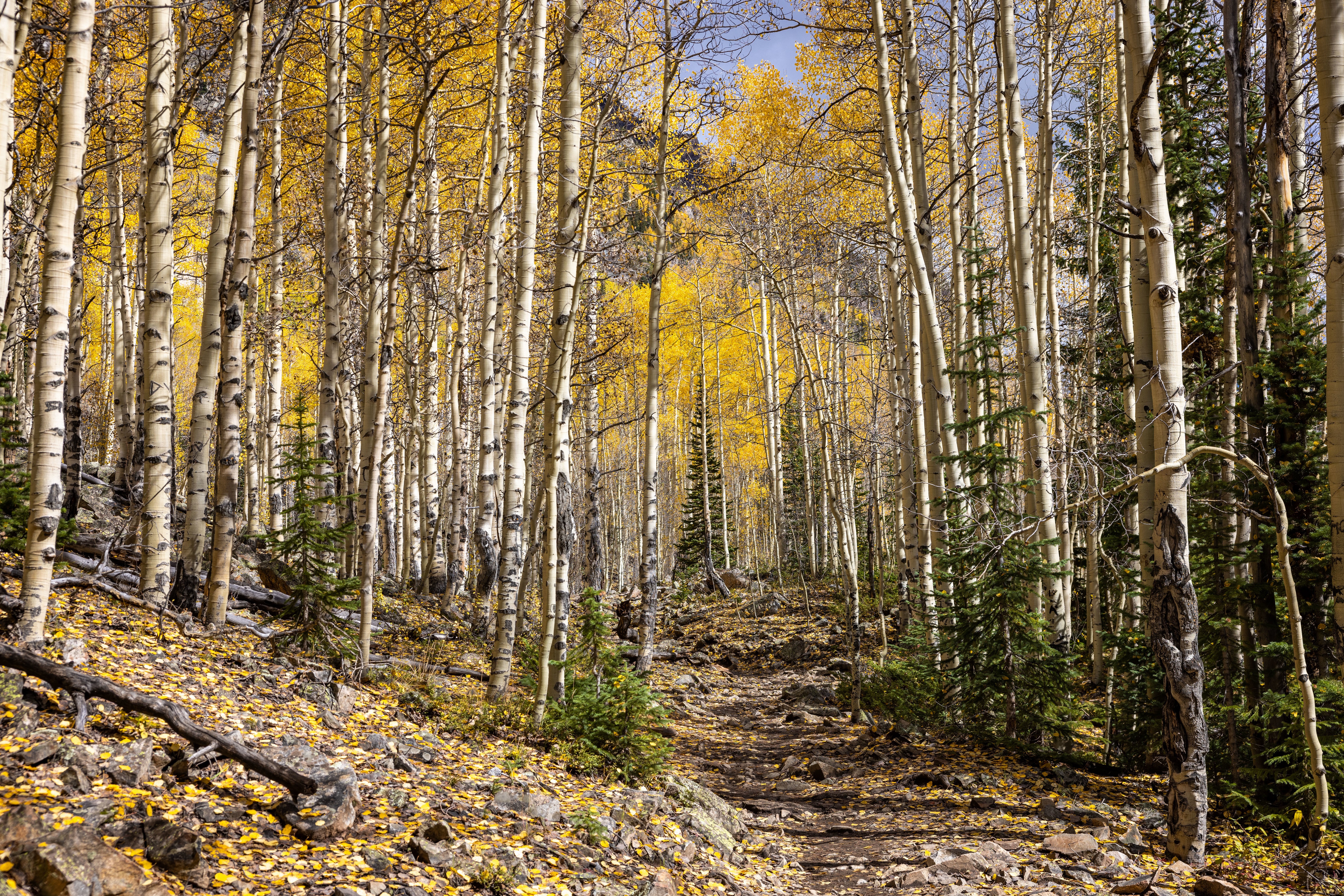 Aspen forest trail in autumn, Maroon Bells, USA HD Wallpaper