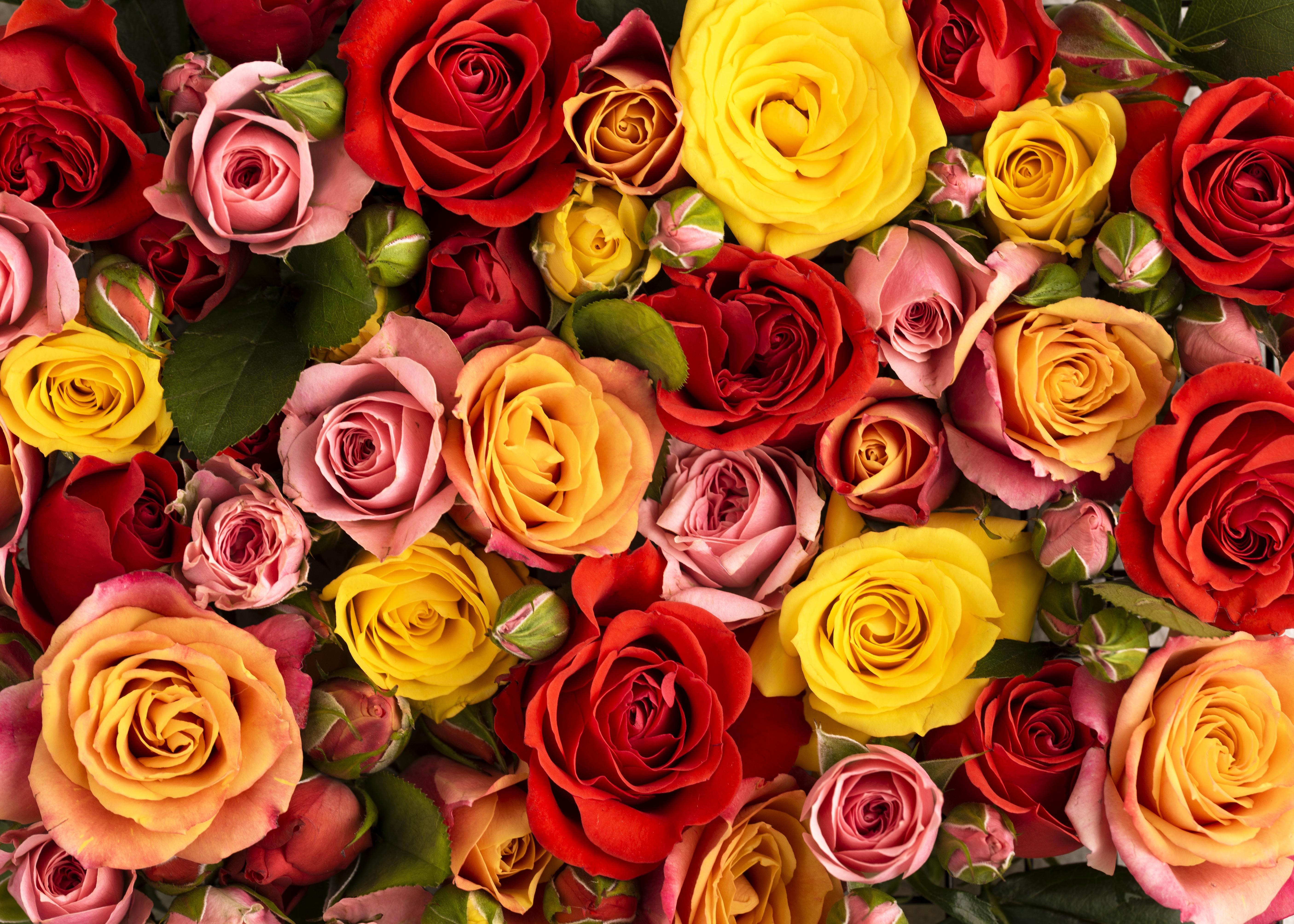 Many Roses in Red, Pink, and Yellow Colors HD Wallpaper
