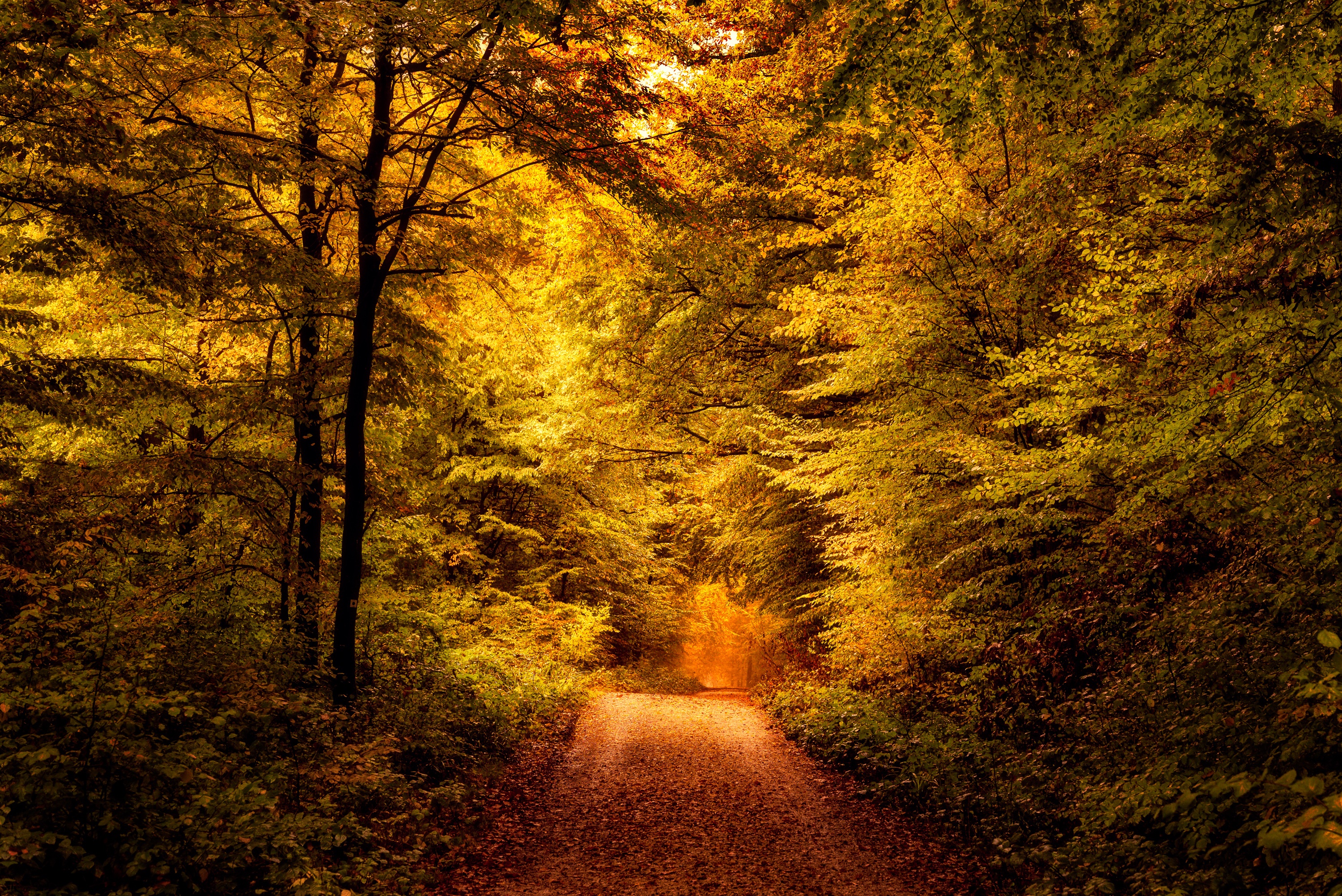 Autumn forest path in Taunus, Germany HD Wallpaper