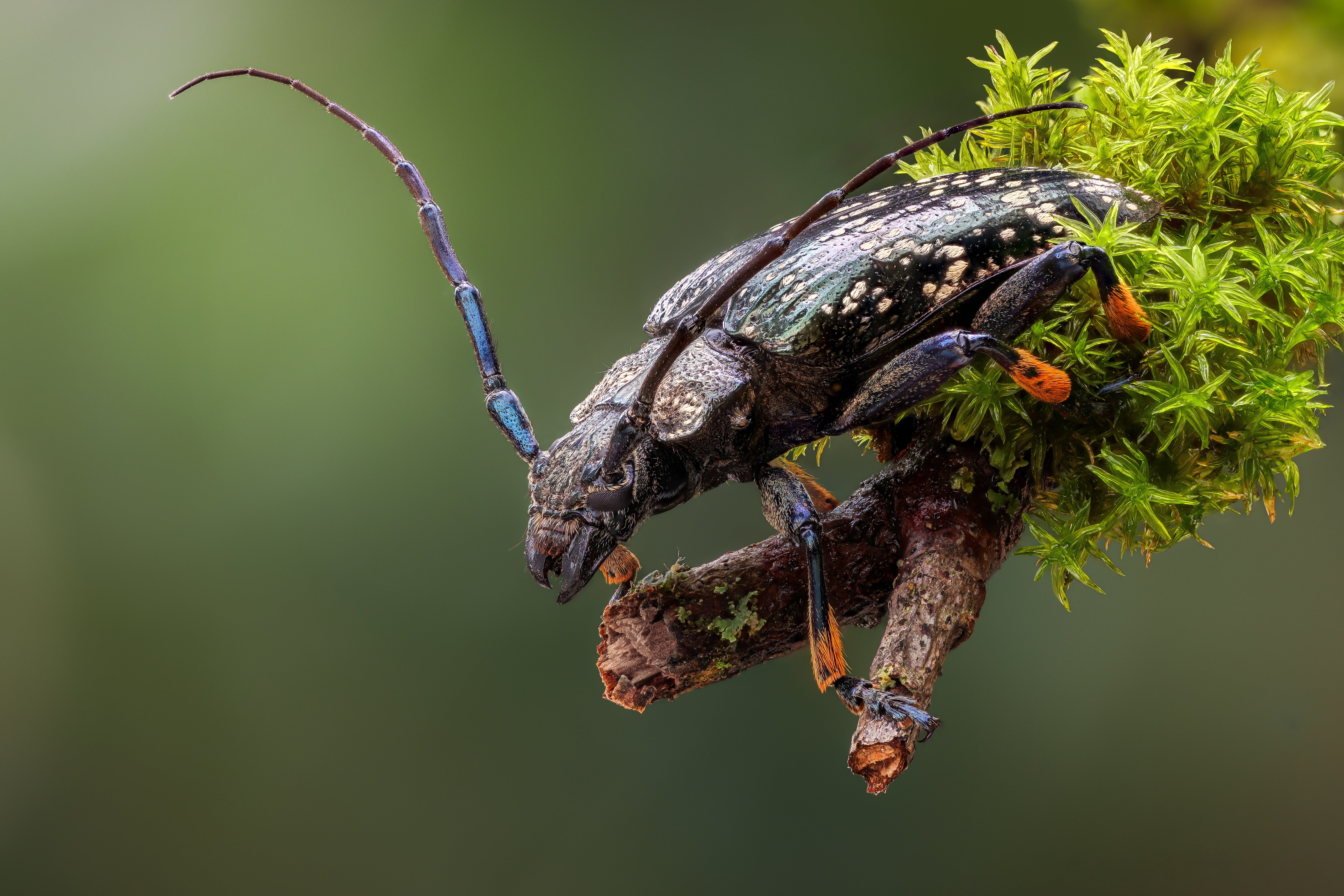 Sphingnotus dunningi beetle on mossy branch HD Wallpaper