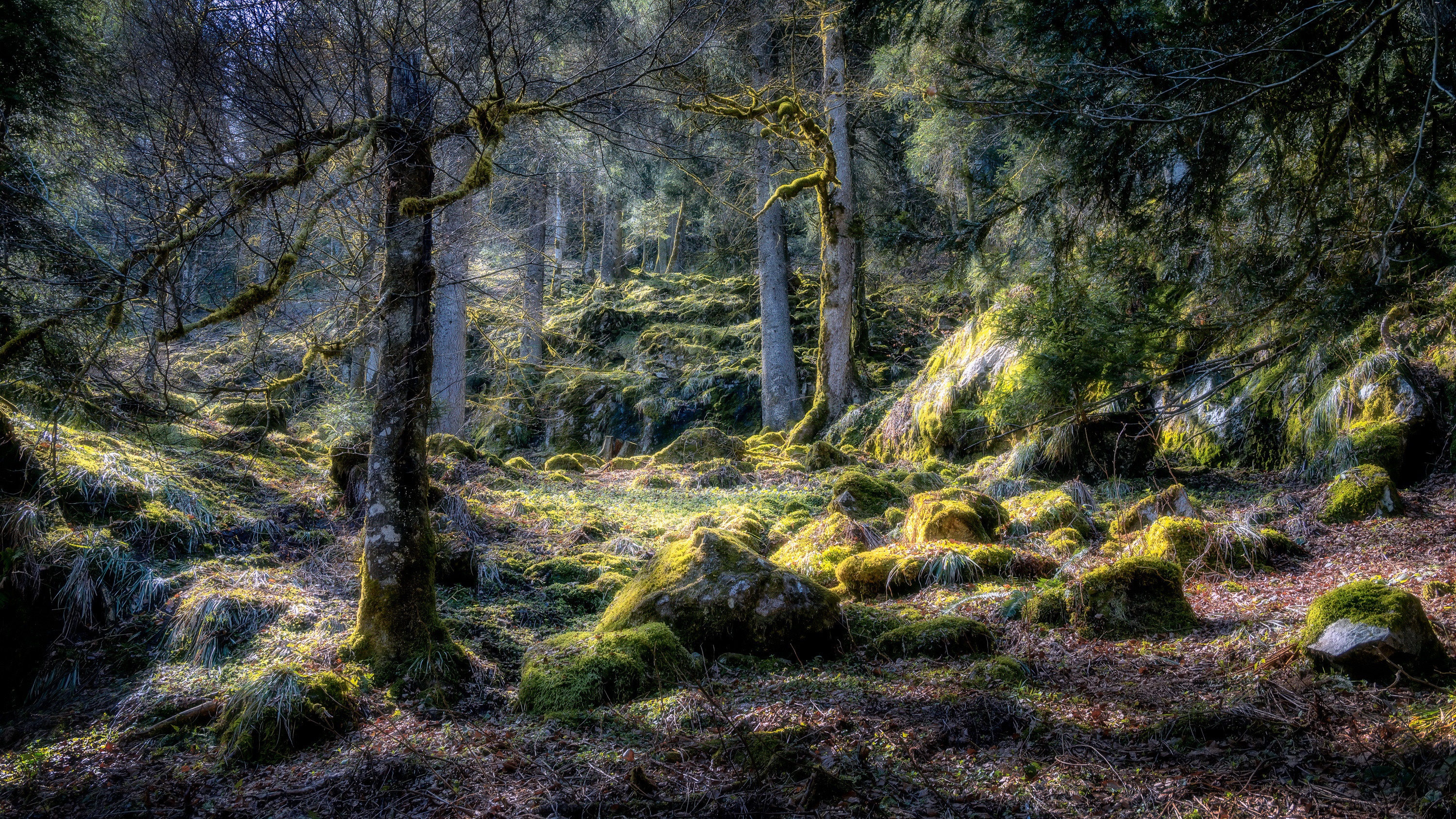 Mossy forest floor with rocks and trees in Hautes Vosges, France HD Wallpaper