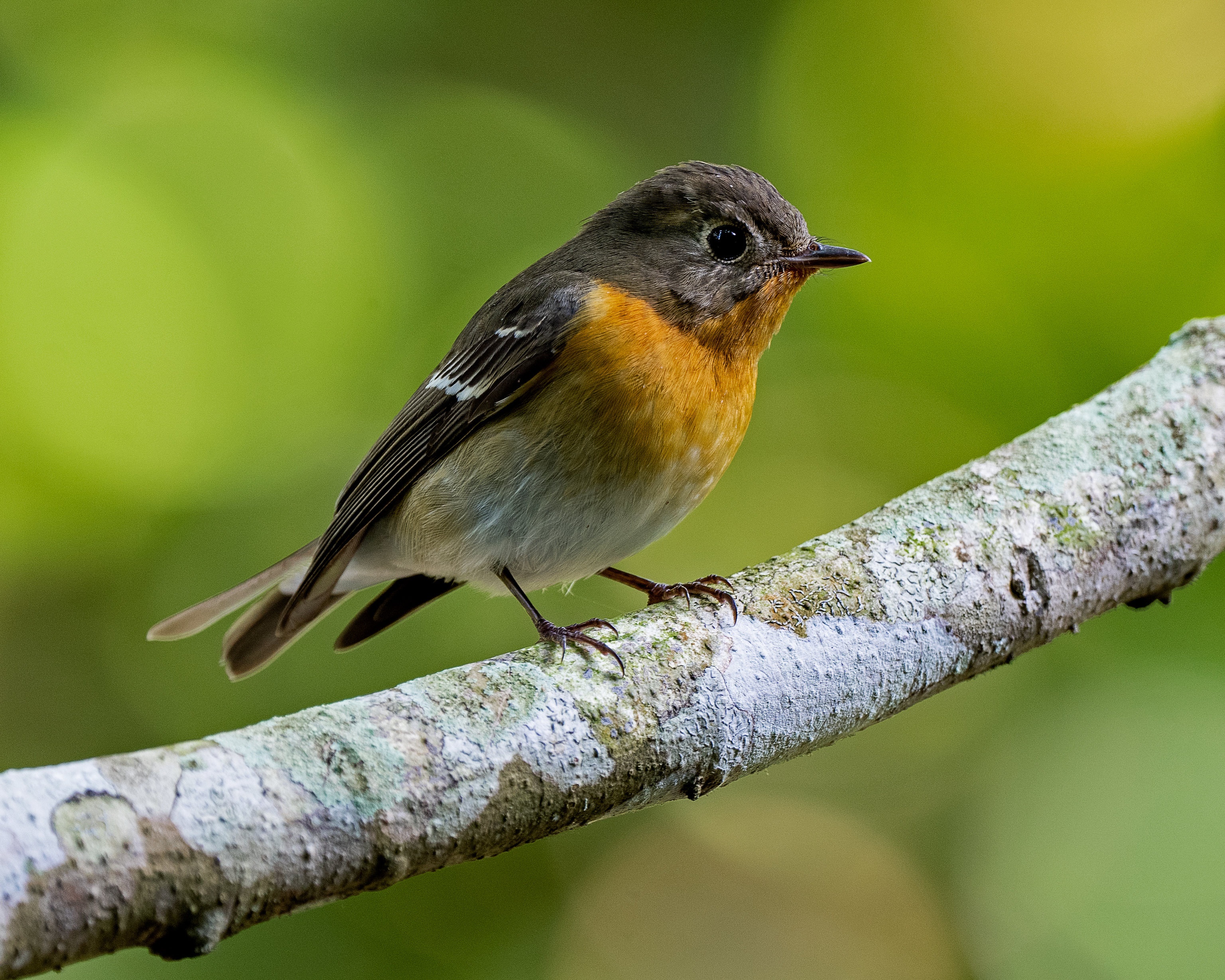 Mugimaki Flycatcher perched on a branch HD Wallpaper