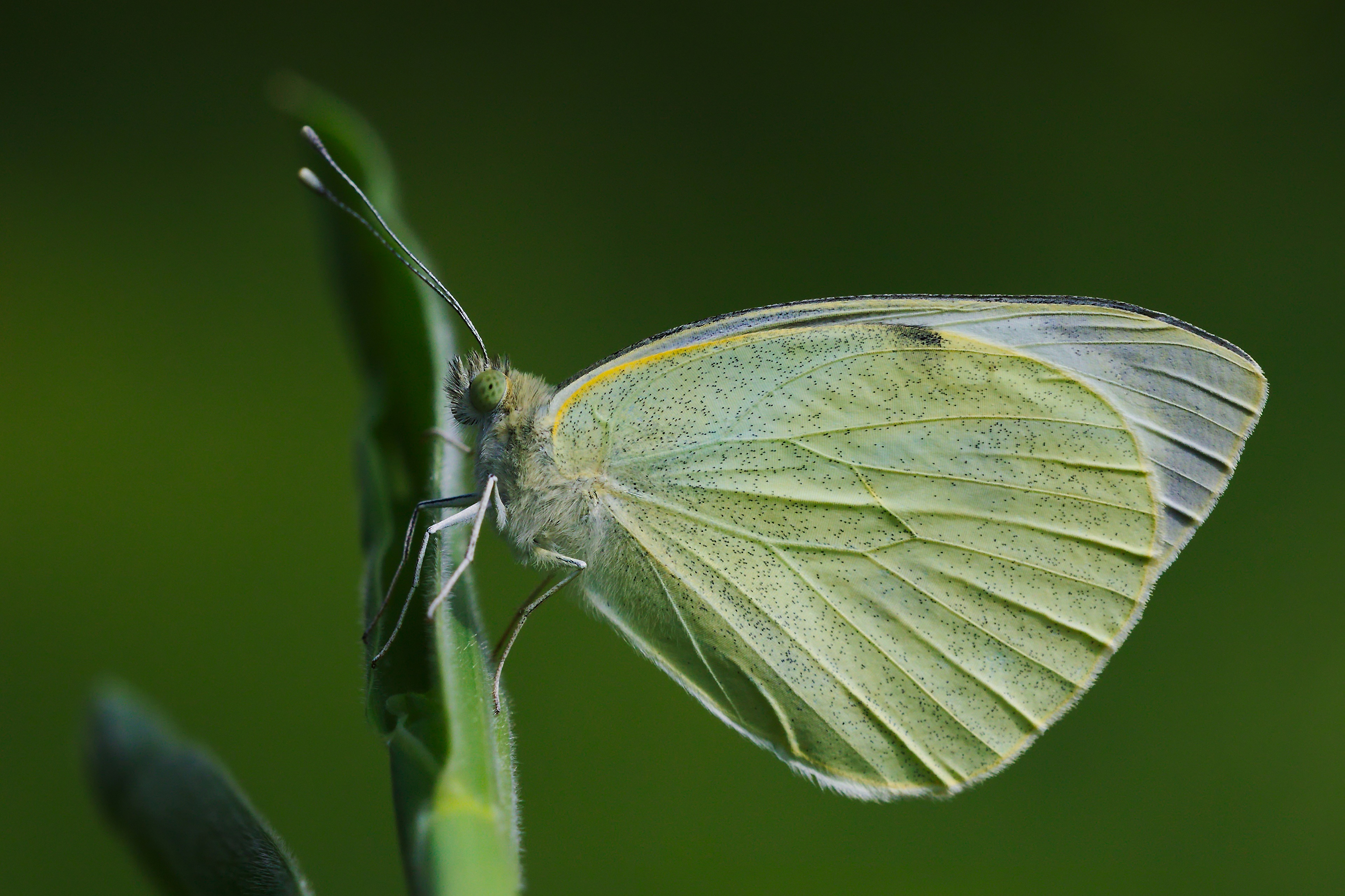 4K Pieris Brassicae Butterfly on Green Plant HD Wallpaper