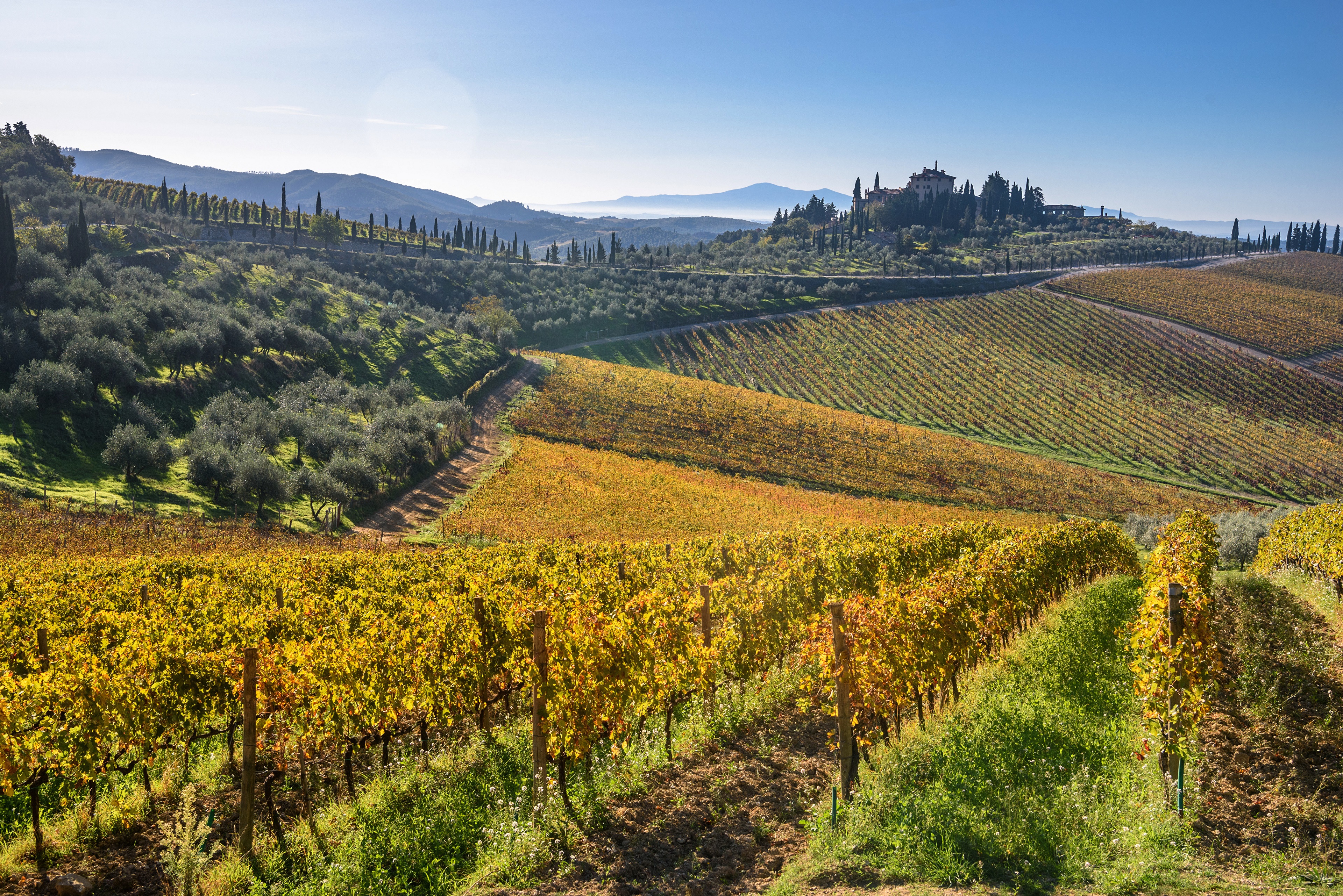 Vineyard in Tuscany, Italy HD Wallpaper